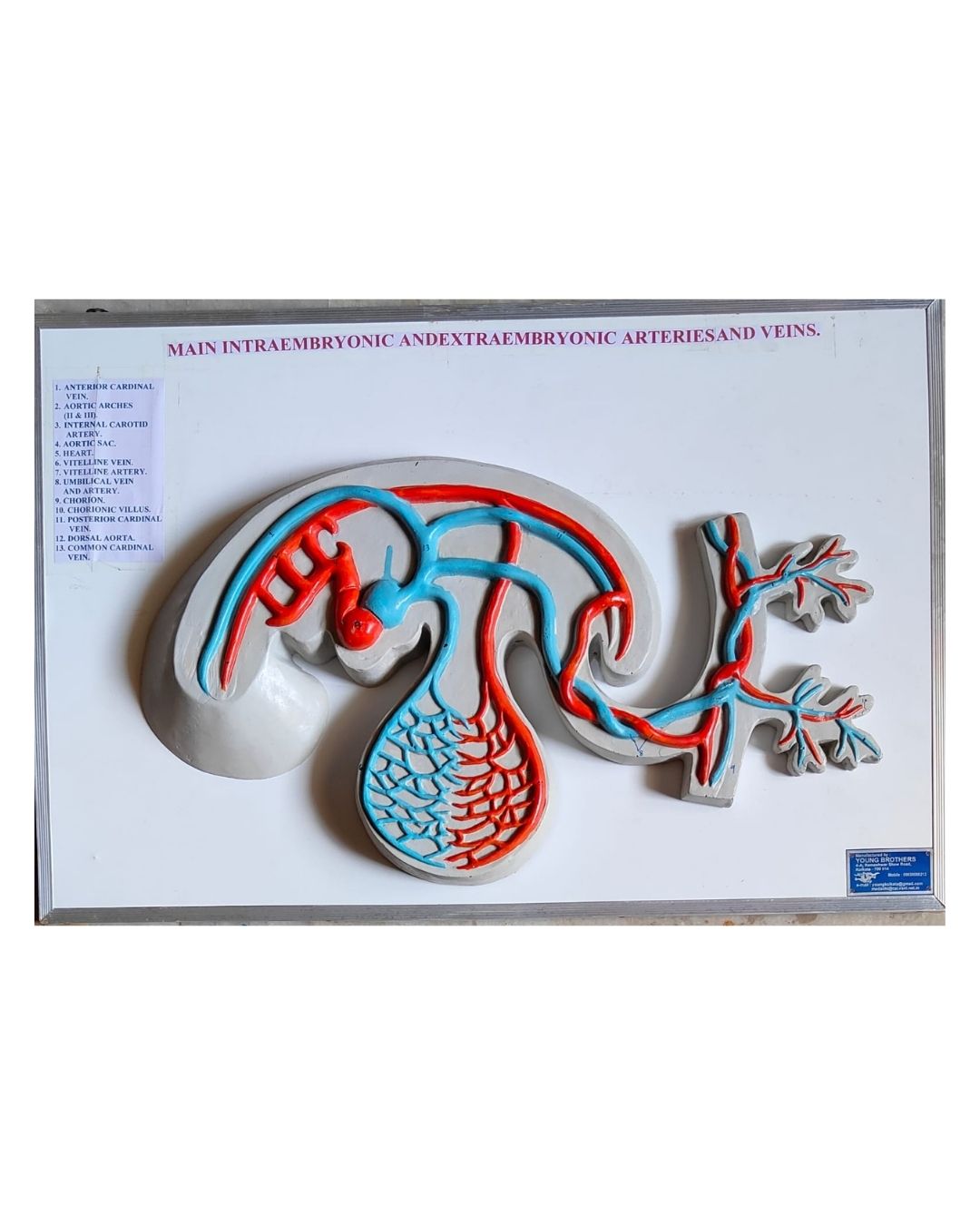 Main Intraembryonic and Extraembryonic Arteries and Veins
