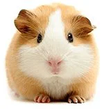 An image of a guinea pig.