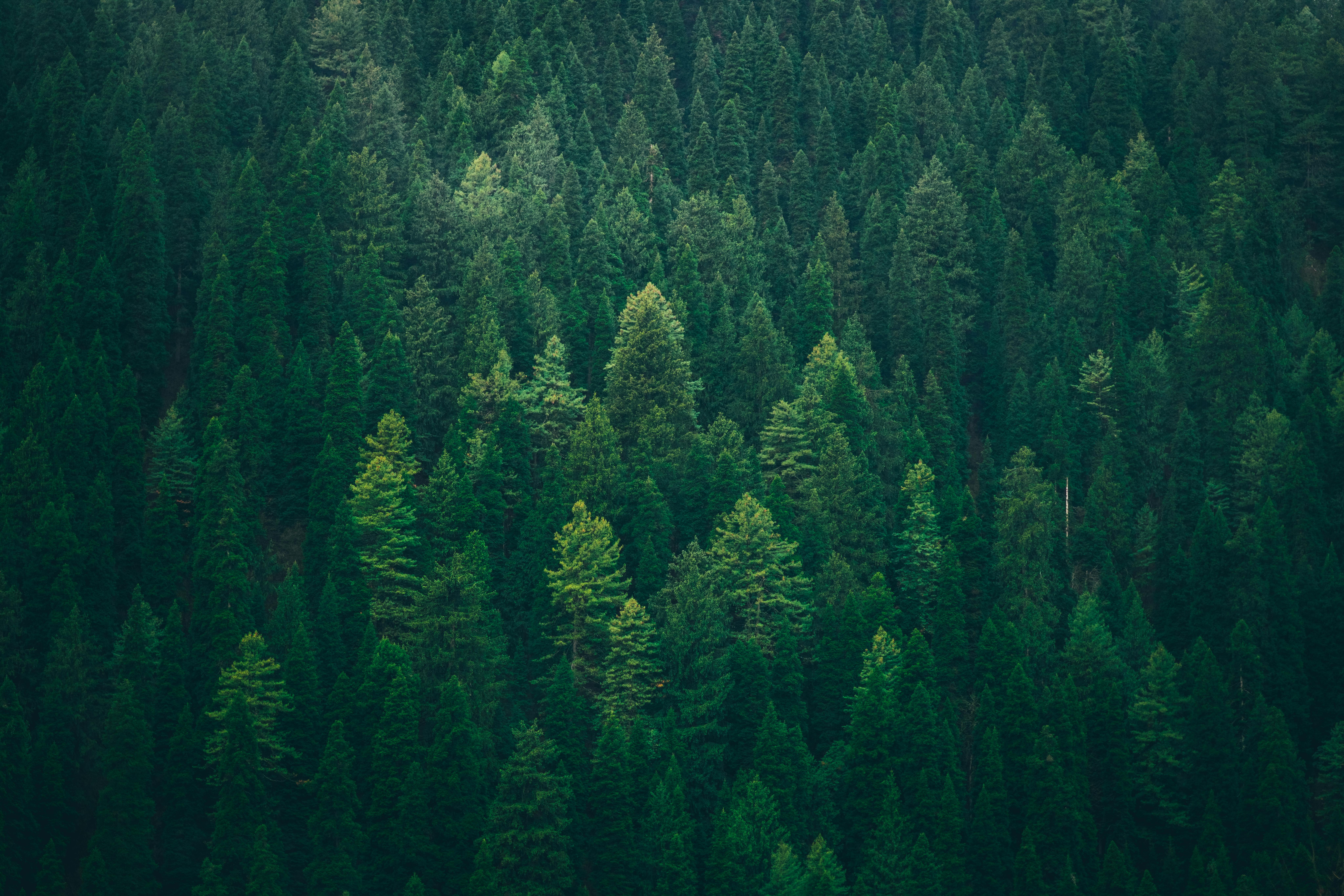 landscape photography of forest