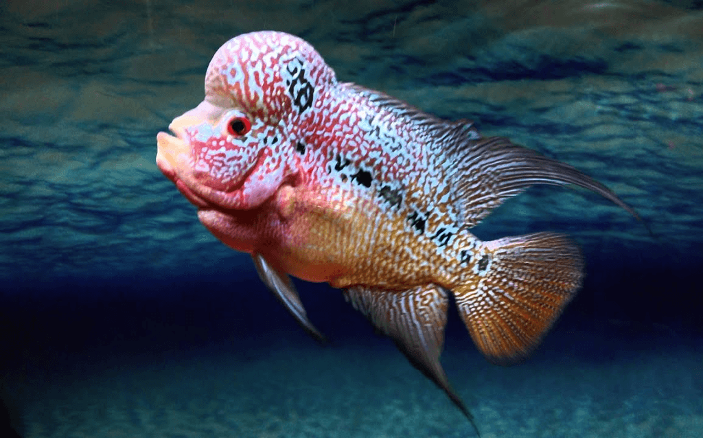 kong ming long car fish price kong ming fish size