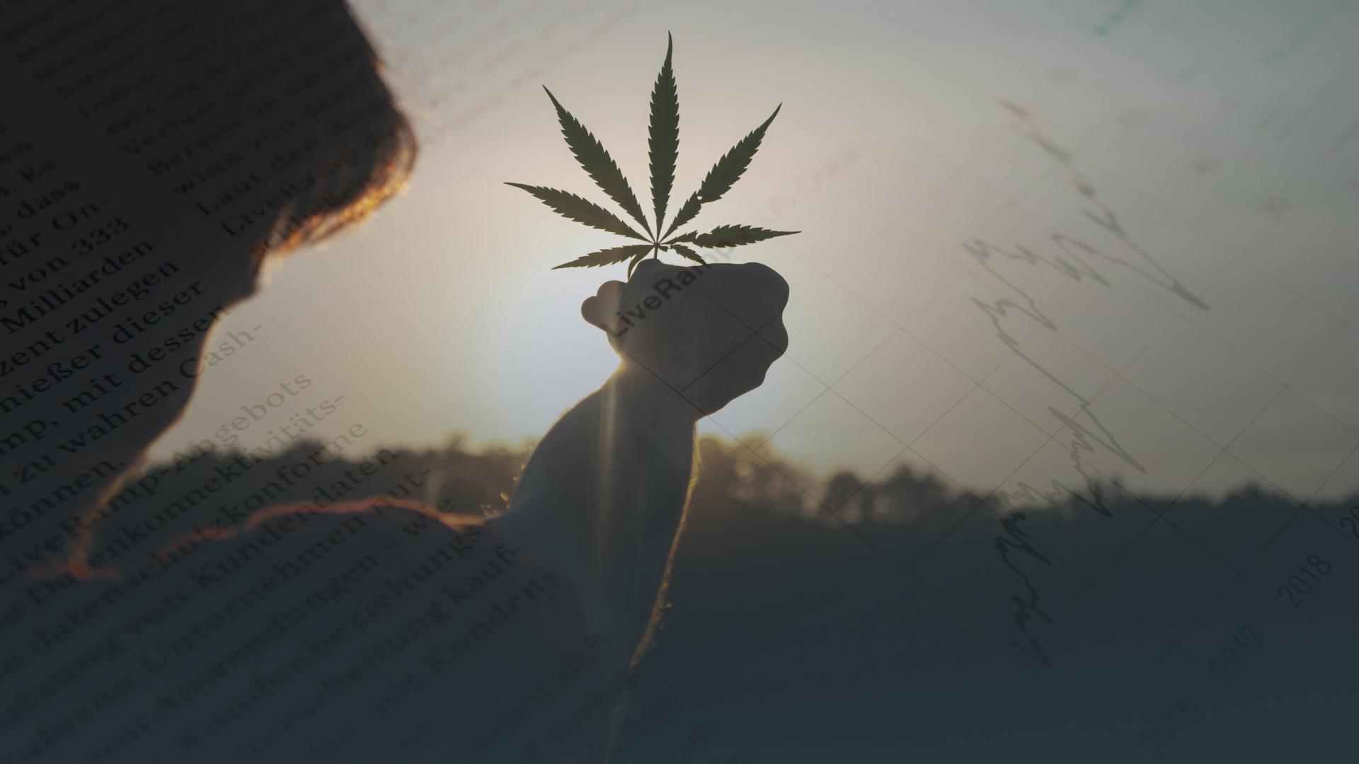 man holding cannabis leave against the sun