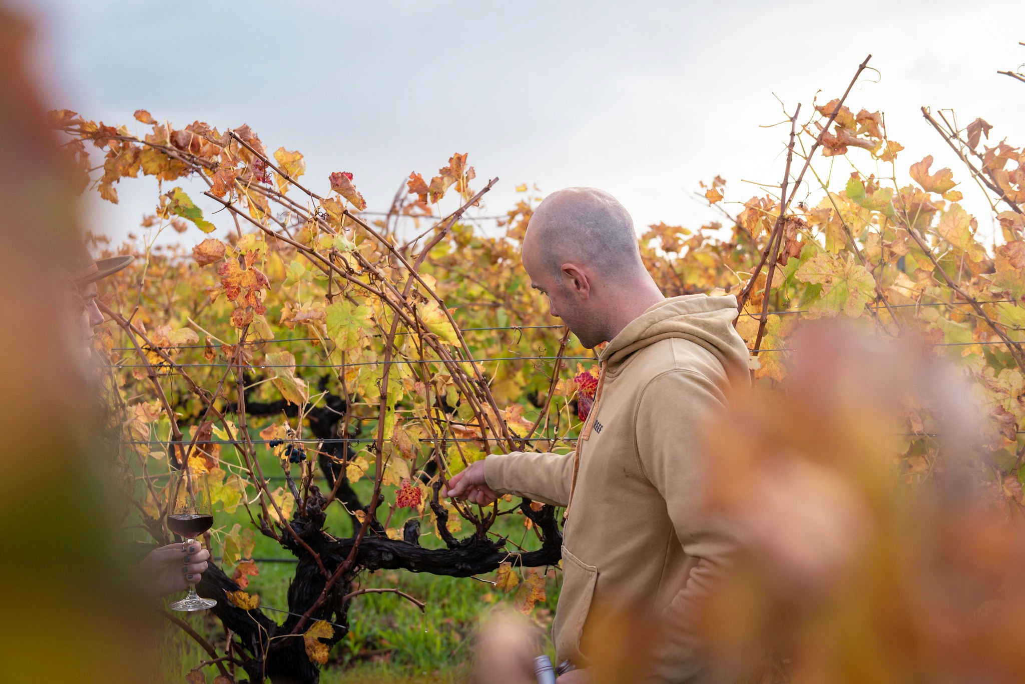 Pointing out grapes in vineyard