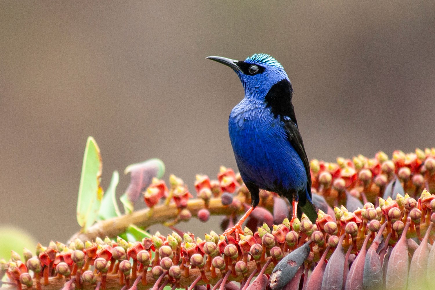 Bright blue bird with a black face perched on a branch with red buds against a blurred background.Leuchtend blauer Vogel mit schwarzem Gesicht, der auf einem Zweig mit roten Knospen vor unscharfem Hintergrund sitzt. Pantanal.