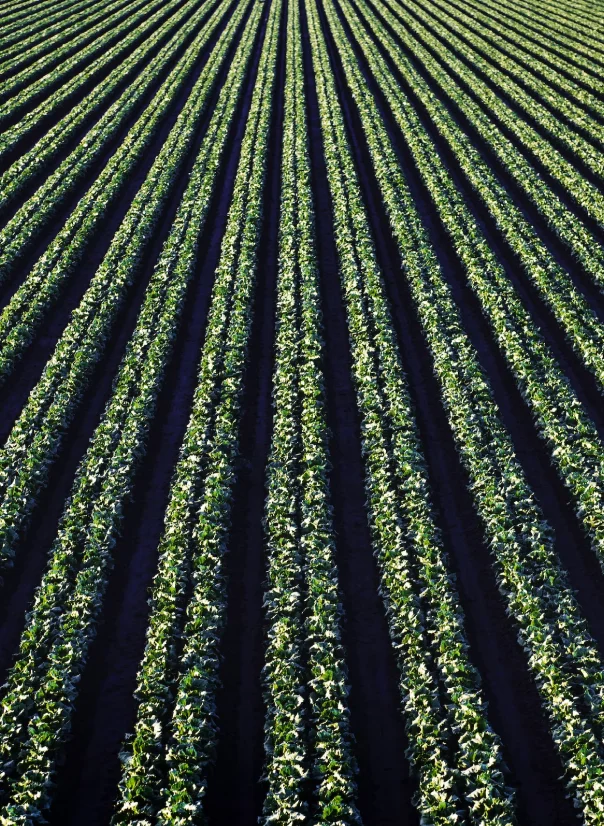 Agricultural field rows at sunset