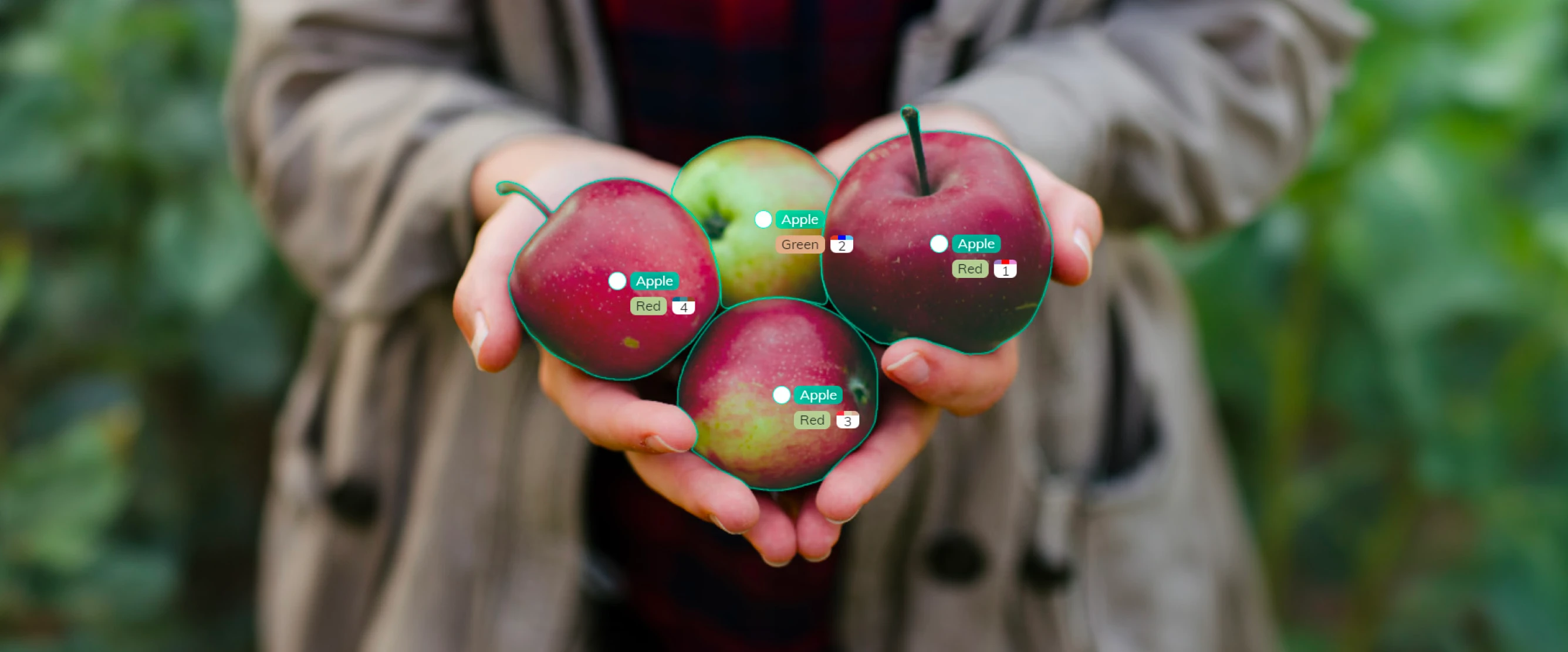 photo of hands holding annotated apples