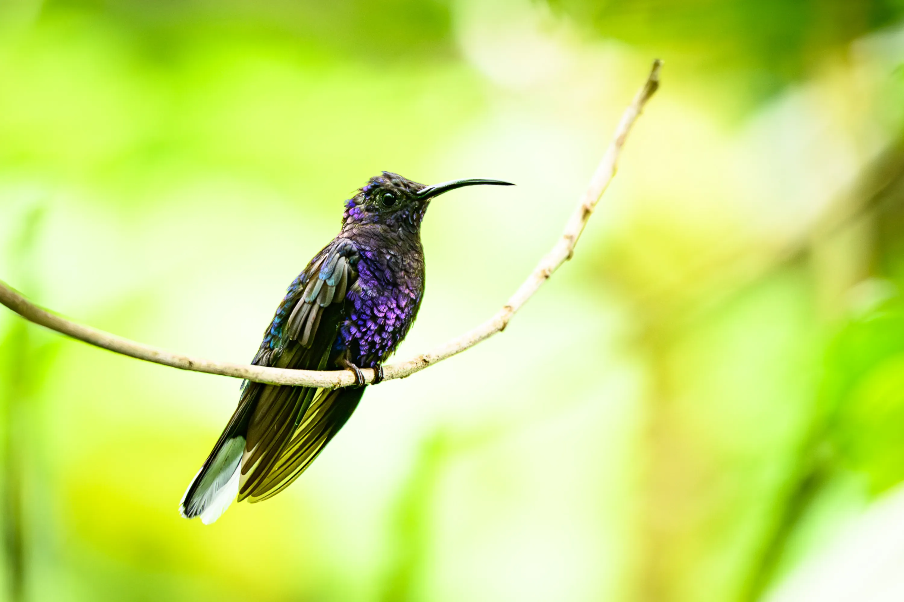 Wilderness & Wildlife 11