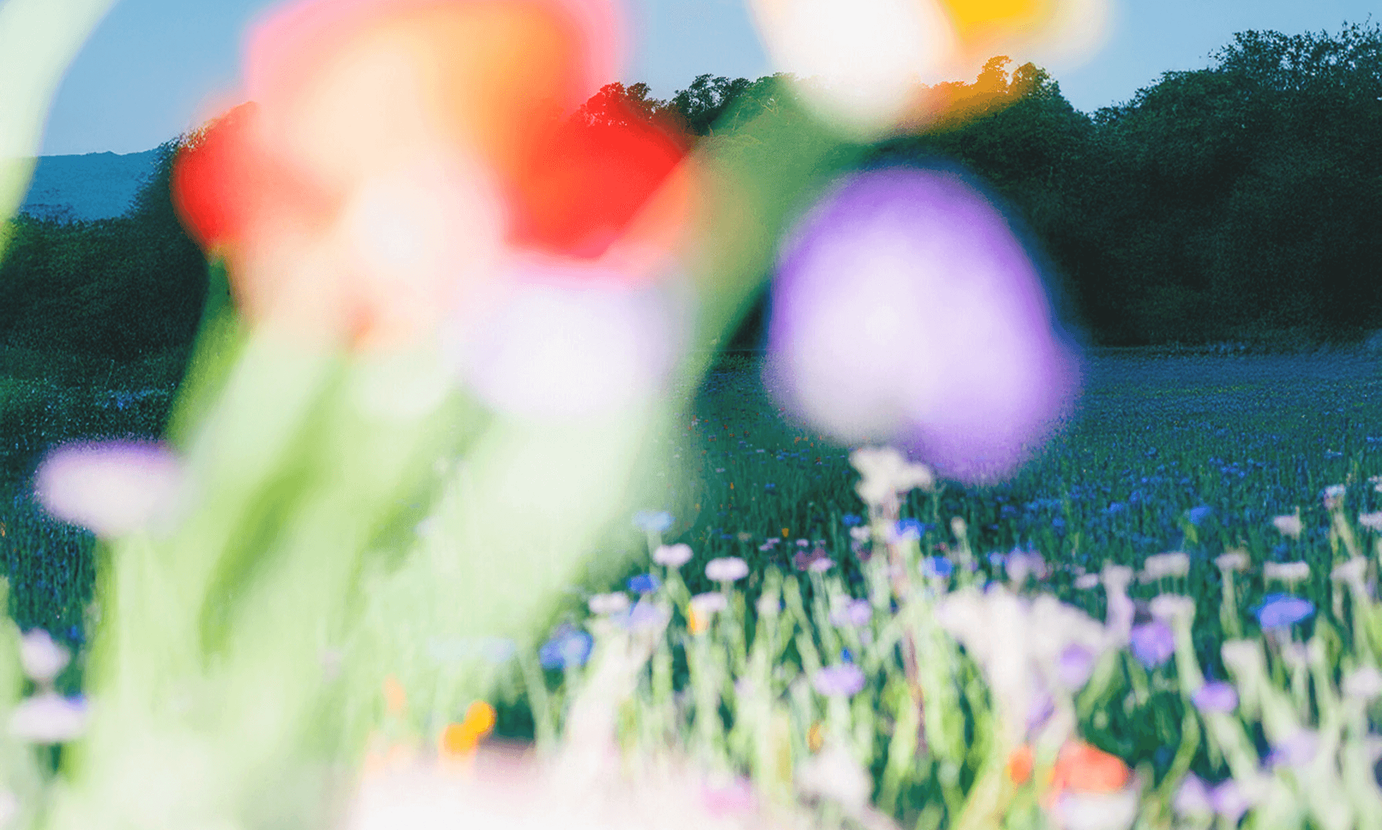 Dom Pérignon vineyards from the sky