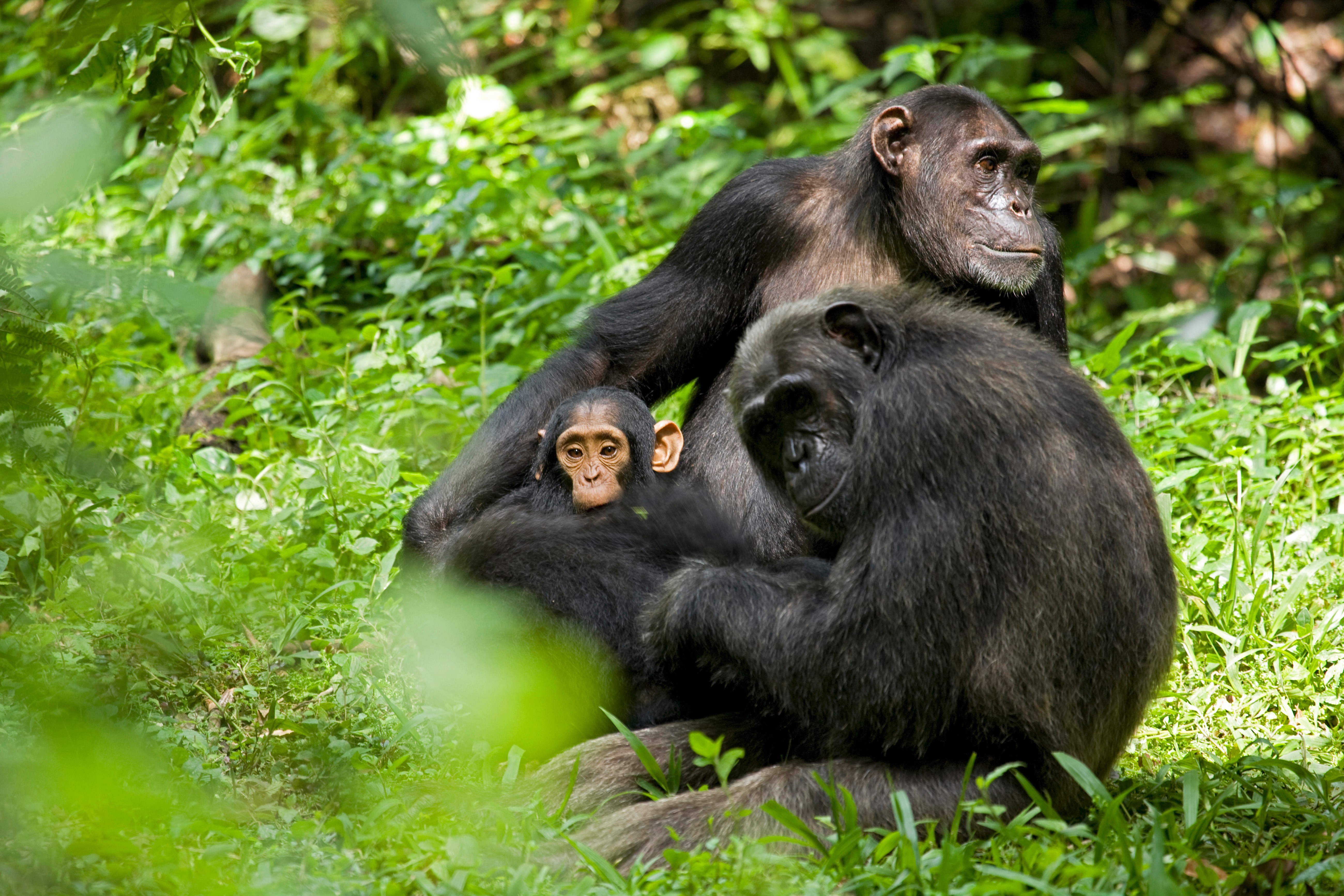 Chimpanser i Uganda