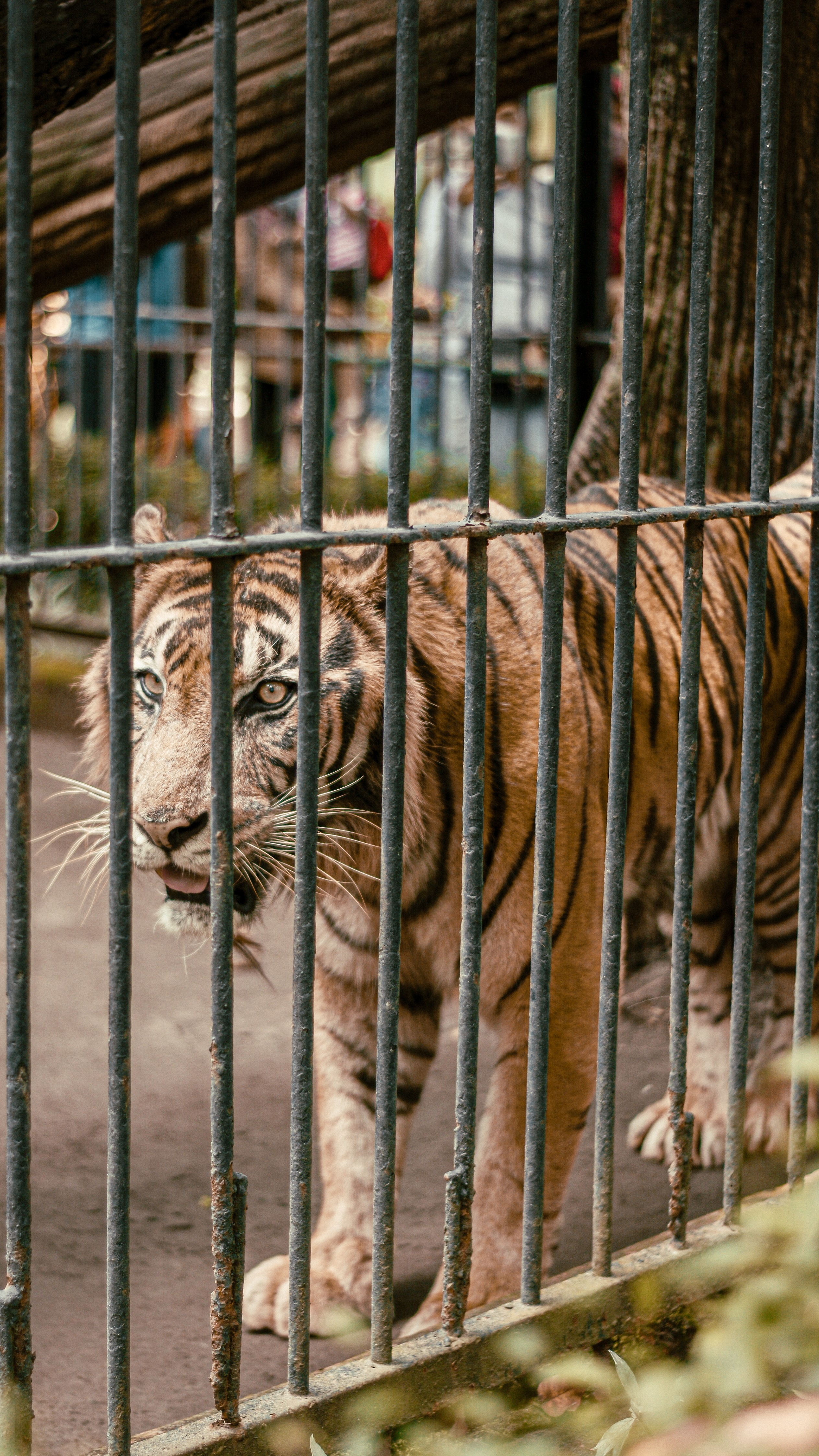 Tiger at Surabaya Zoo