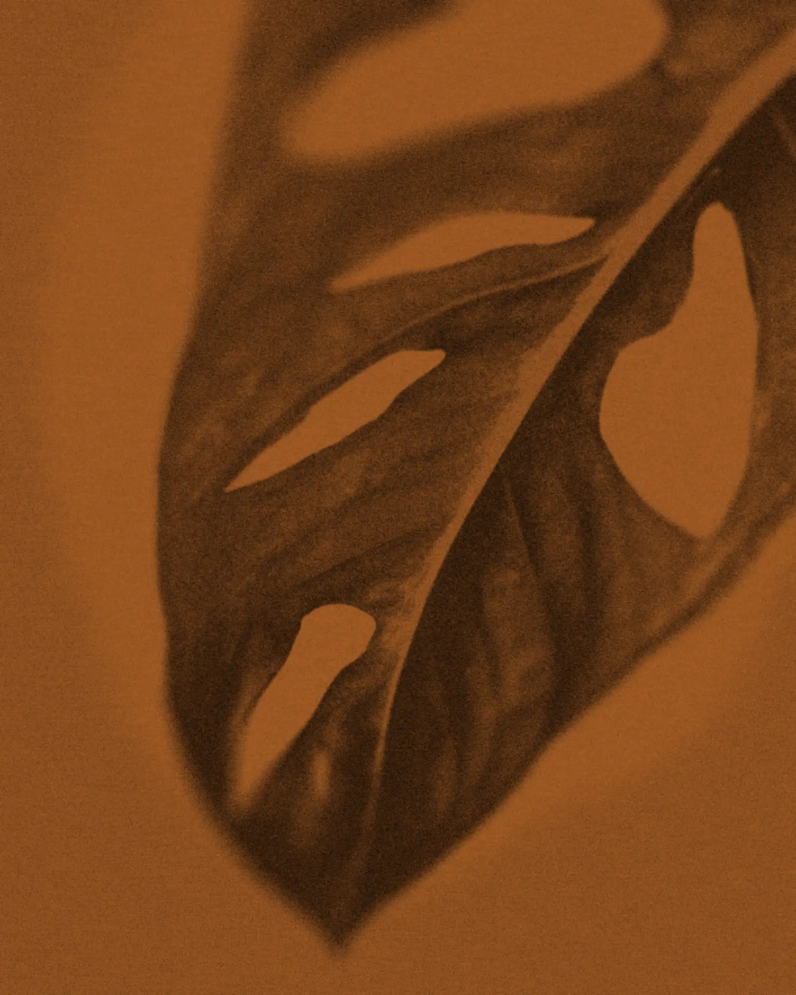 A close-up image of a leaf displaying various holes, illustrating its natural texture and potential damage from external elements.