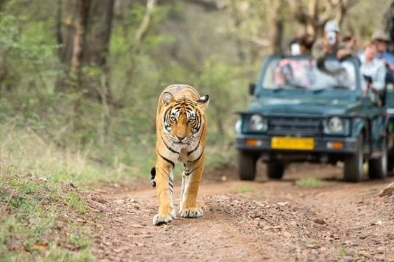 Tiger safari in Simlipal