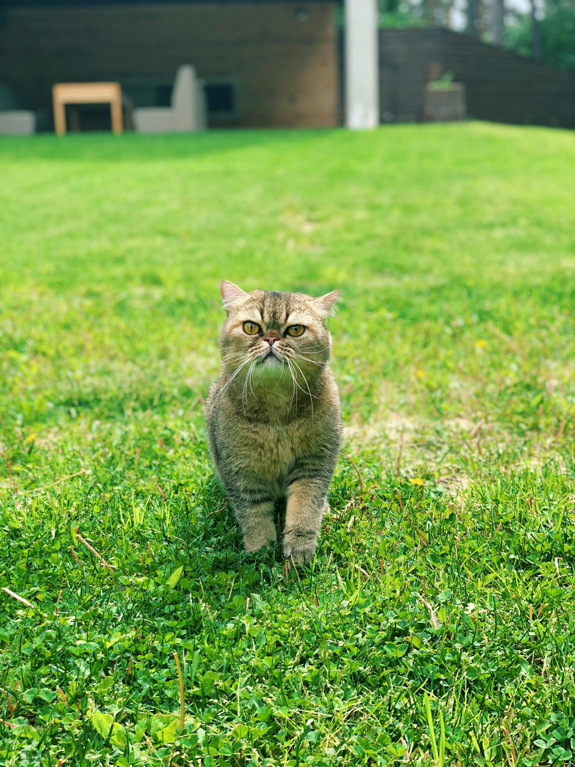 Green and healthy lawn in the Mediterranean autumn