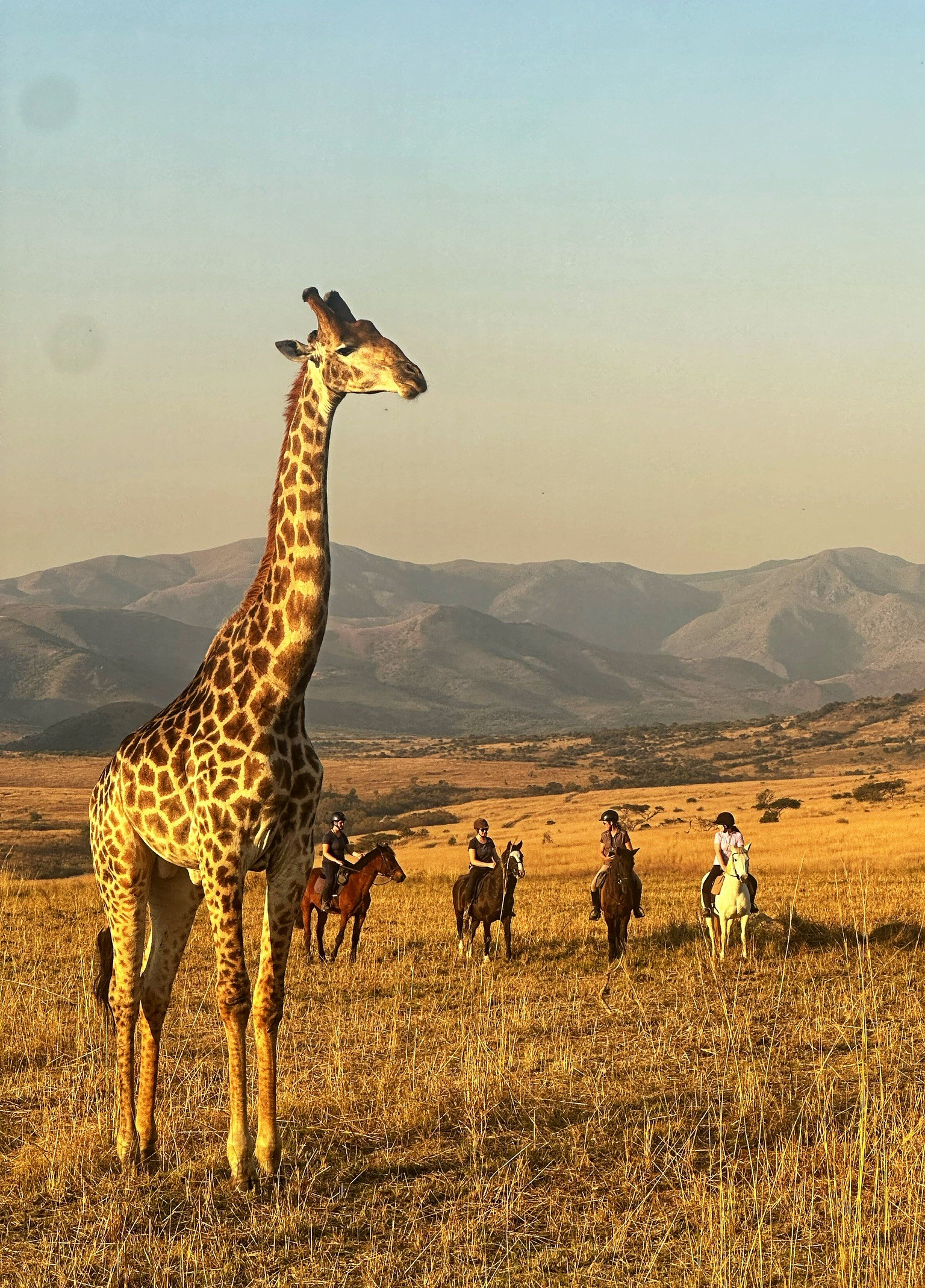 Kilimanjaro Elephant Ride, Arusha National Park, Tanzania – elefant i högt gräs tittar mot kameran, medan fem ryttare till häst på ridsafari i bakgrunden betraktar elefanten i ett grönt och frodigt landskap.