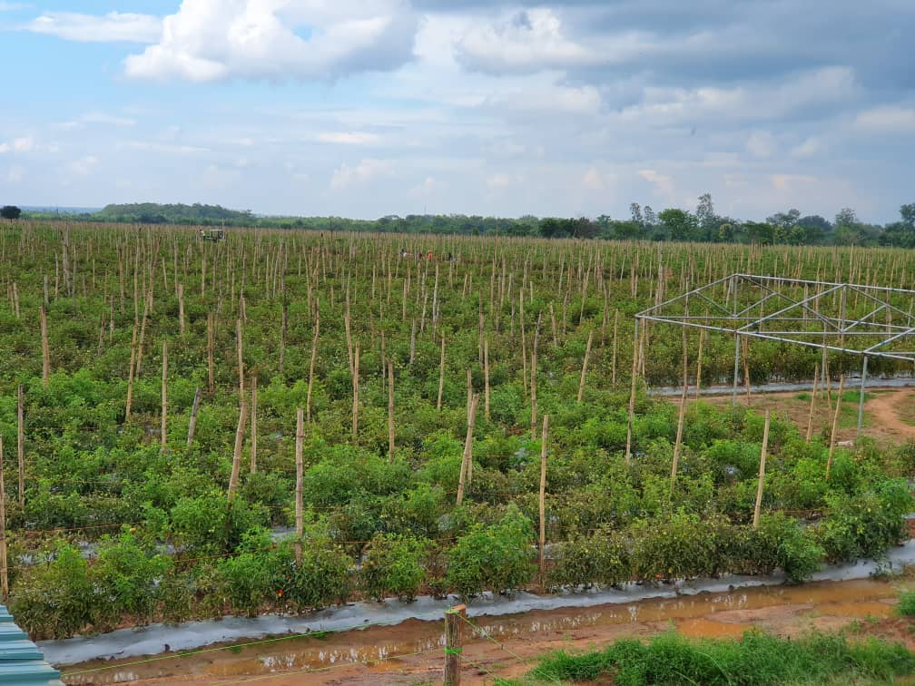 Sustainable Agriculture in Africa: Cultivating a Greener Future