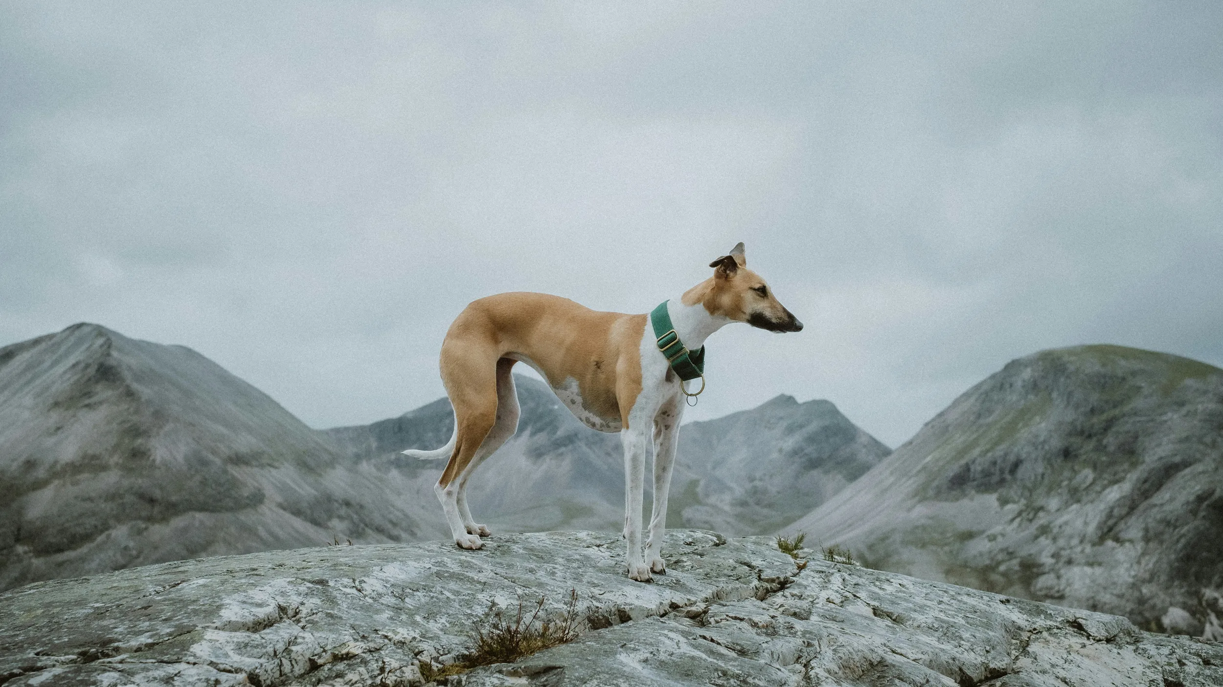 Greyhound dog standing on rocky mountain landscape, minimal outdoor portrait with dramatic scenery