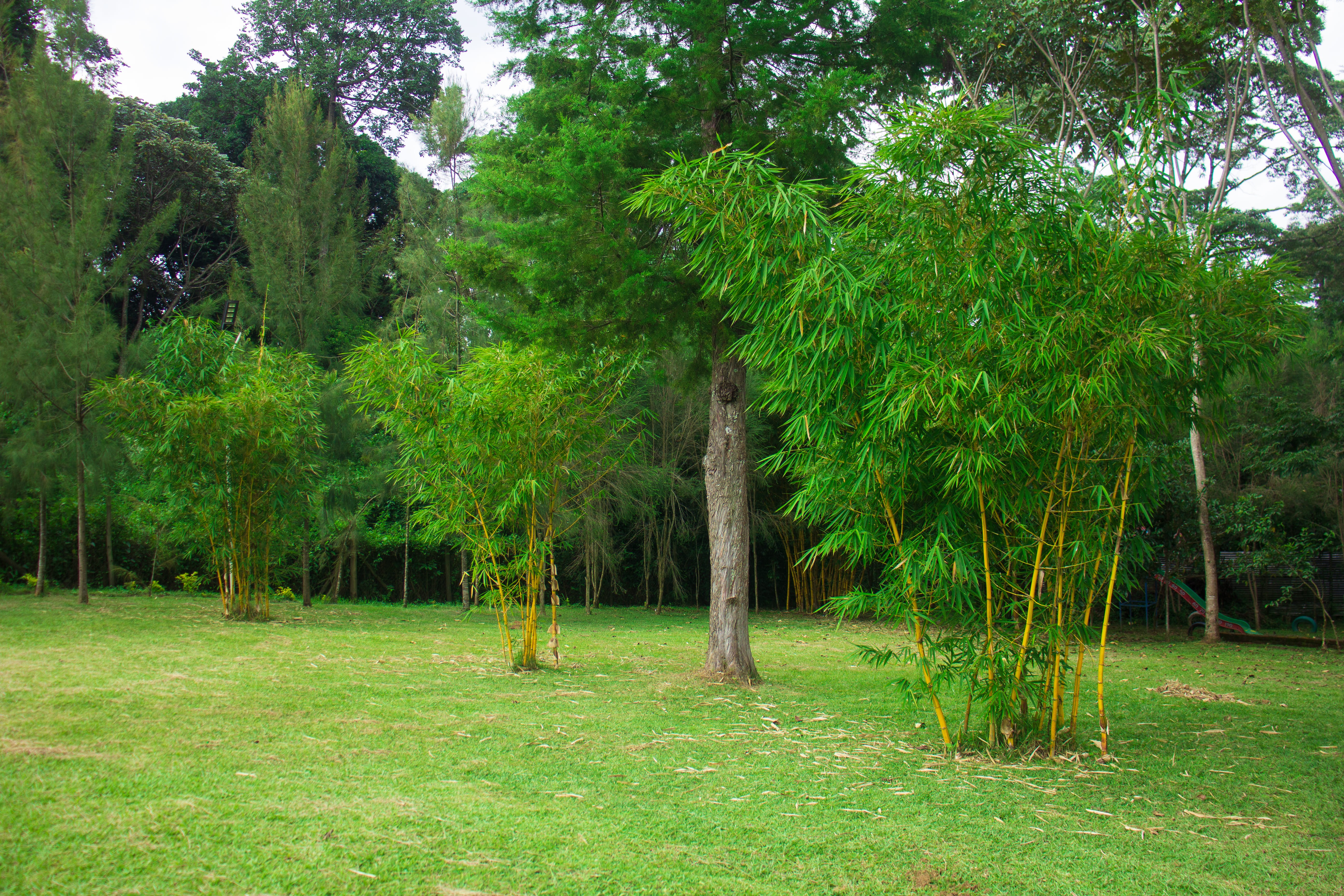 Forest View