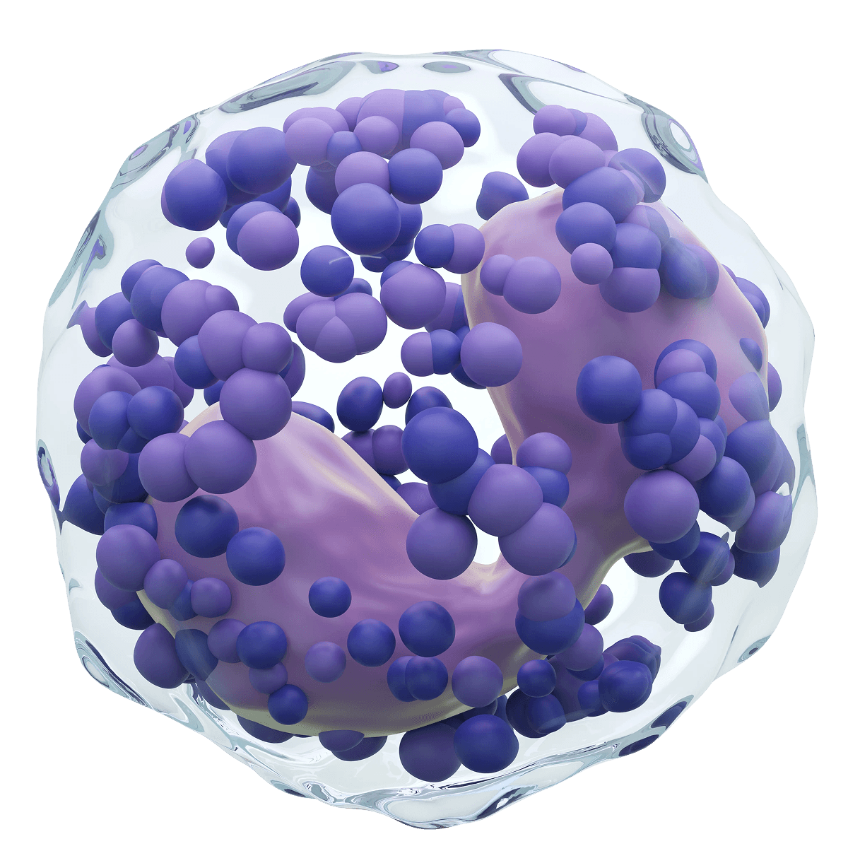 3D render of a white blood cell, possibly a monocyte, with a lobed nucleus and granulated cytoplasm.