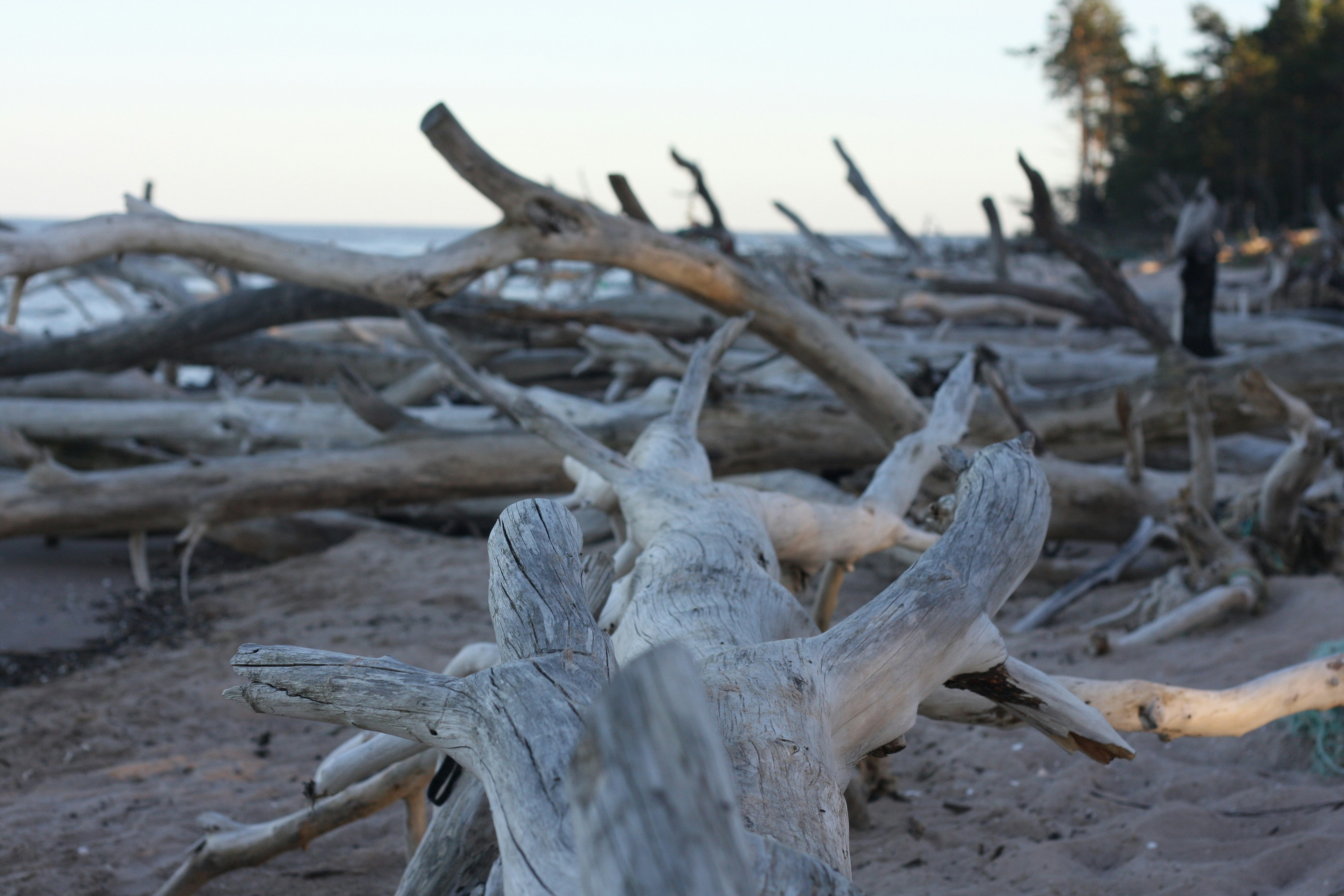 A bunch of driftwood sitting on top of a sandy beach