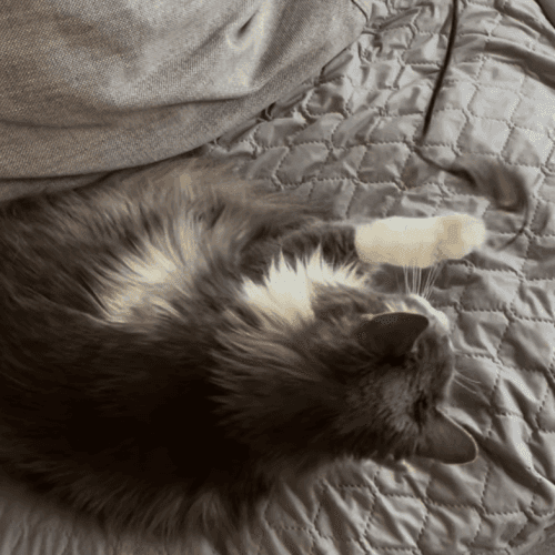 Finding the Right Toy for Your Cat