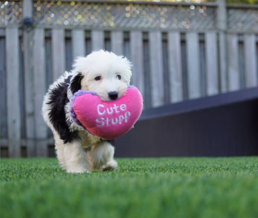 A fluffy black and white dog approaches the camera, proudly holding a pink heart-shaped pillow labeled "cute stuff" in its mouth.