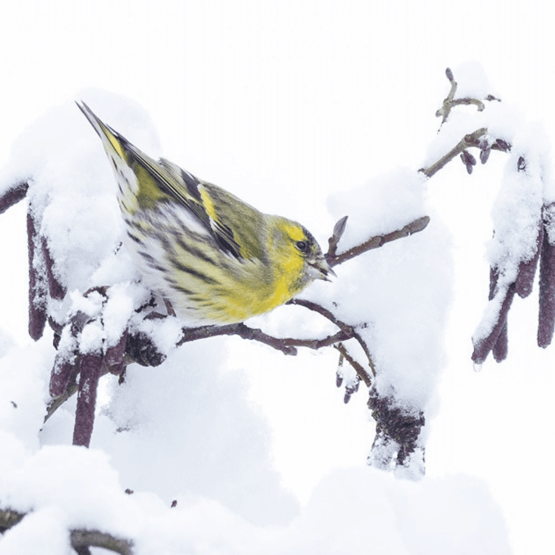 Vink Luc Hoogenstein