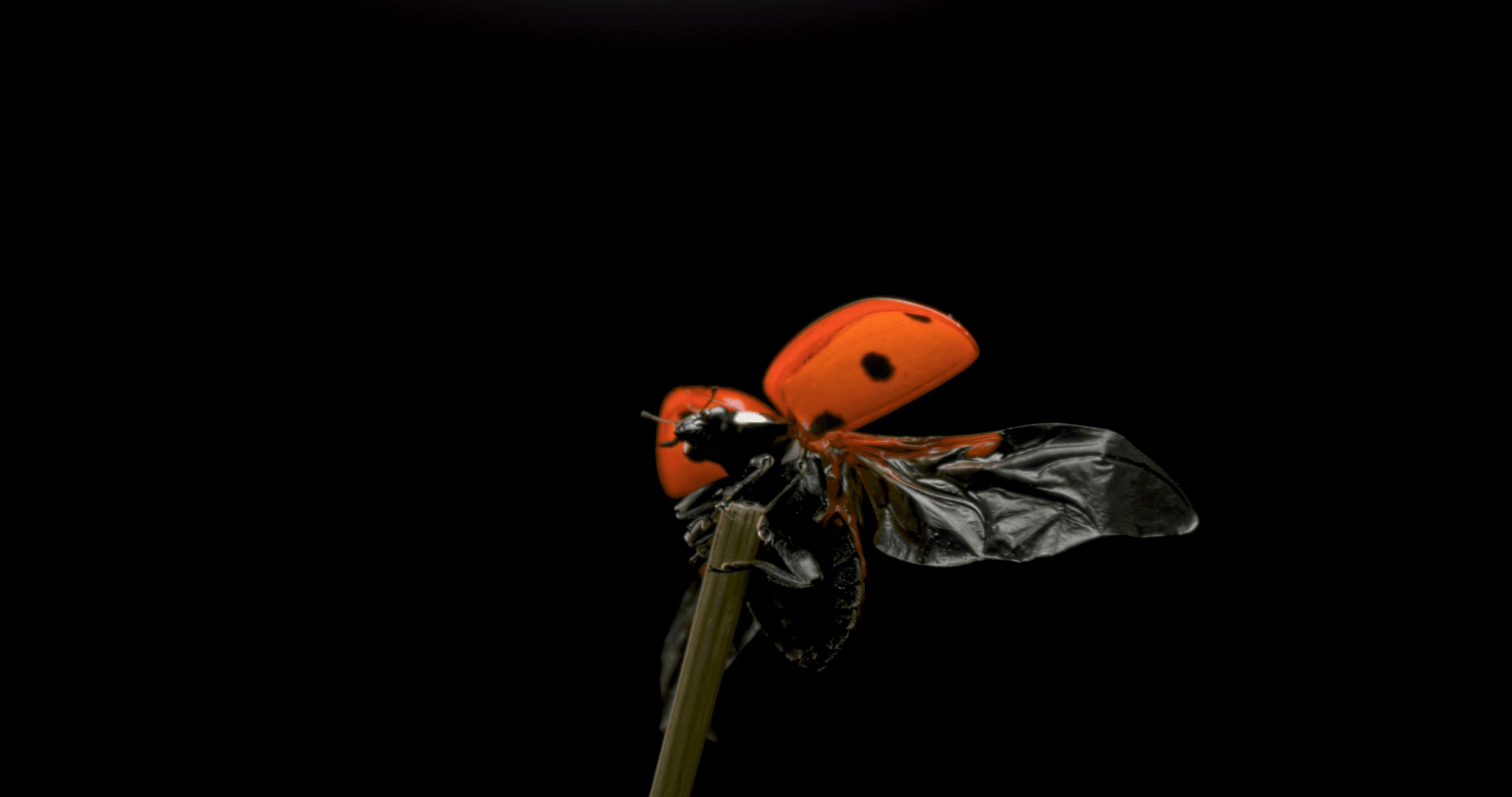 Sensory Odyssey famingoes