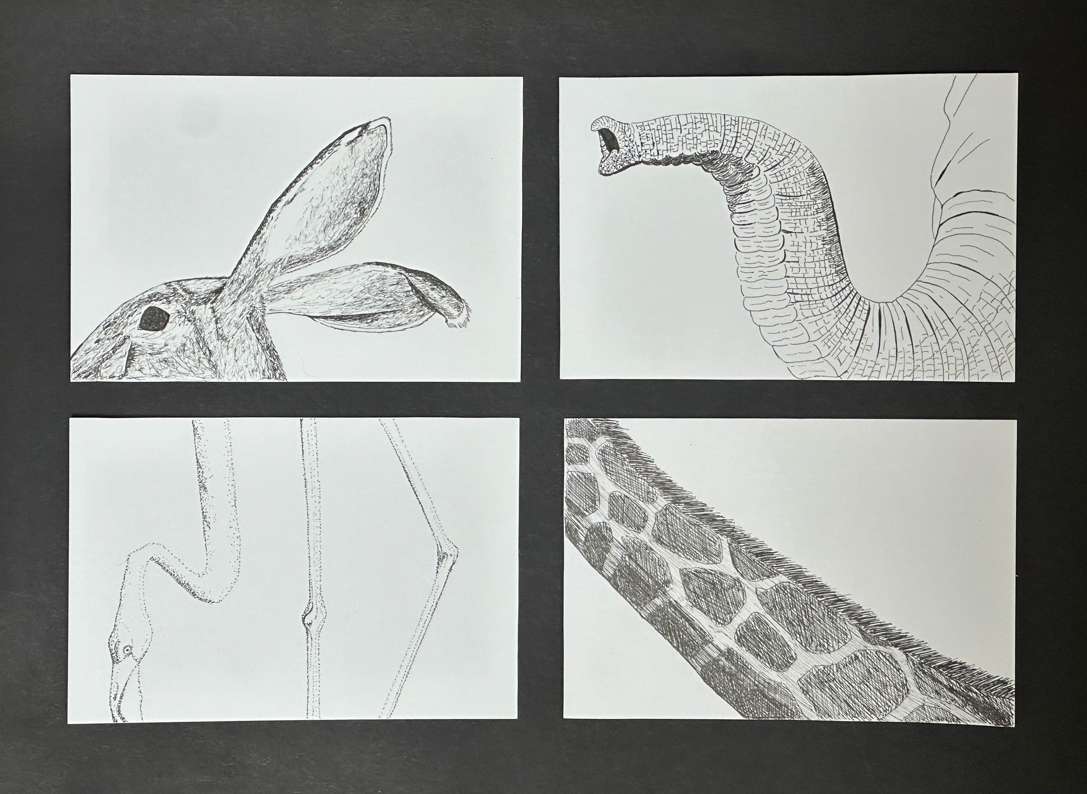 pen and ink drawings