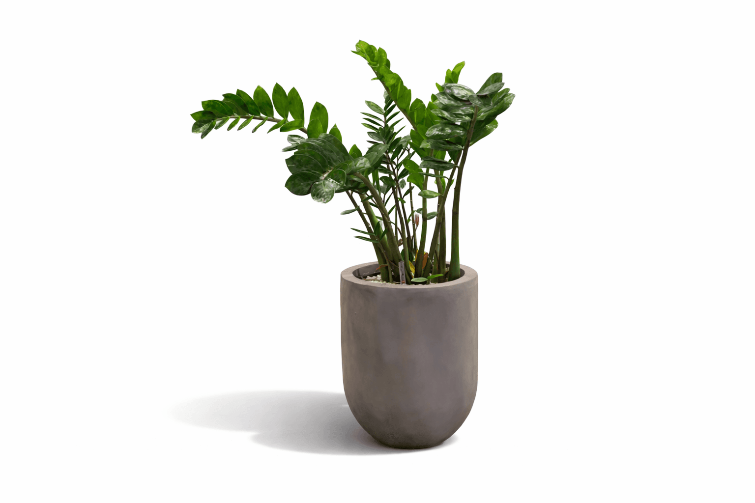 3d plant