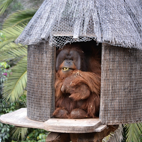 Um orangotango sentado dentro de um recinto de palha, mastigando comida, com vegetação ao fundo.