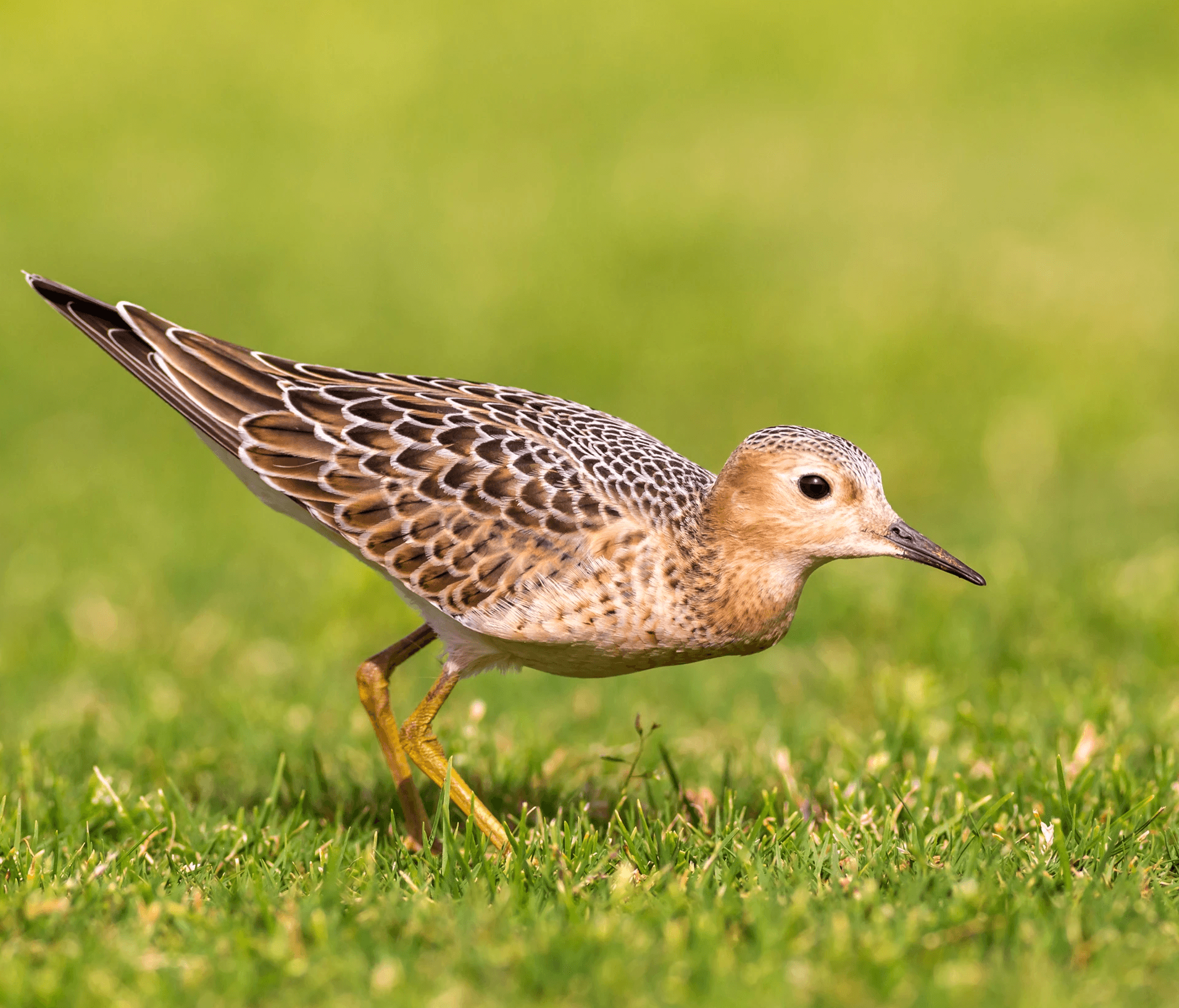 De grote snip vogel op de golfbaan