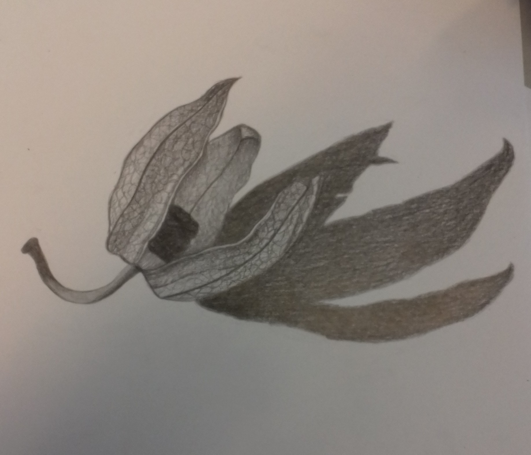 Physalis Drawing