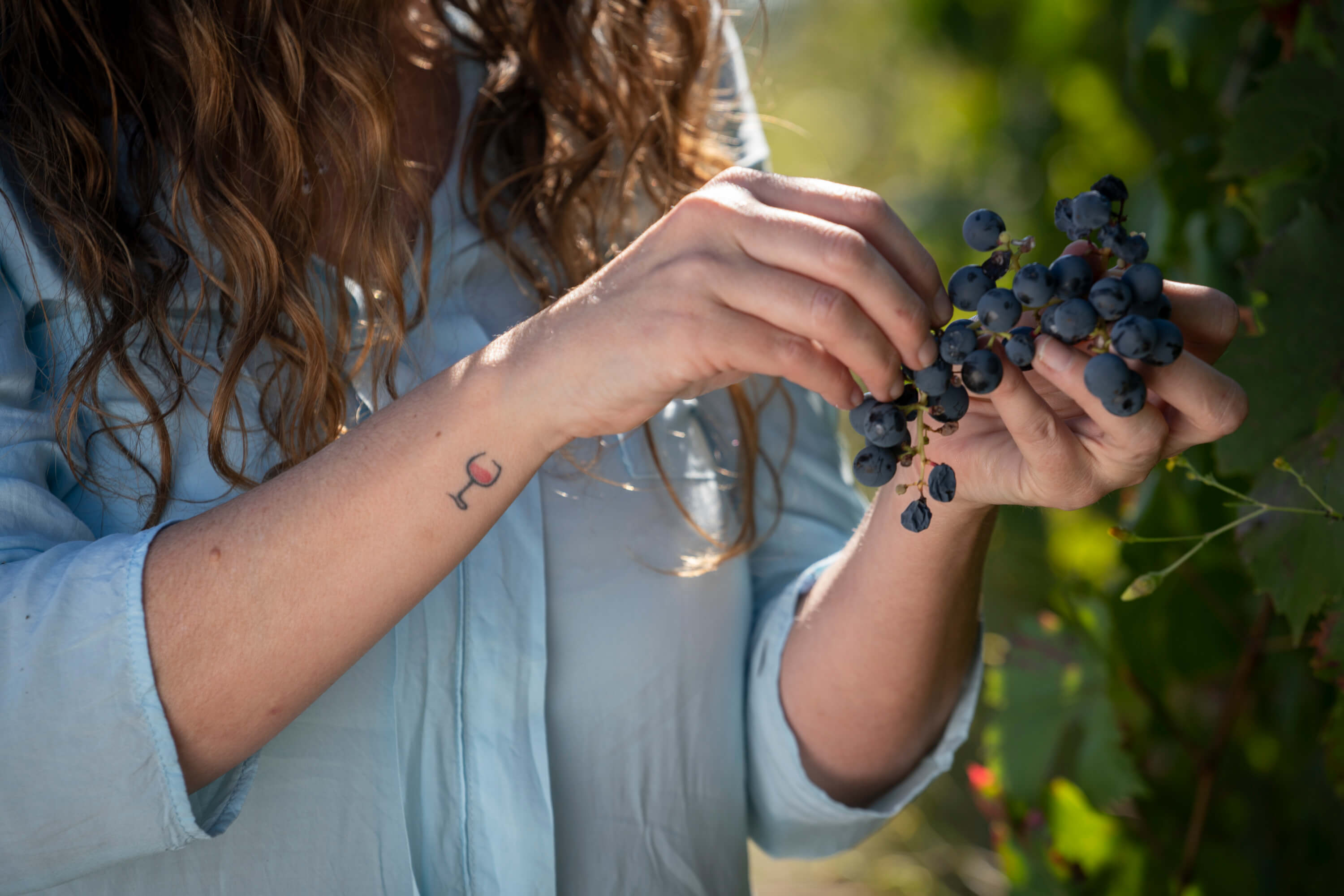 Tu guía, Julia, cosechando uvas