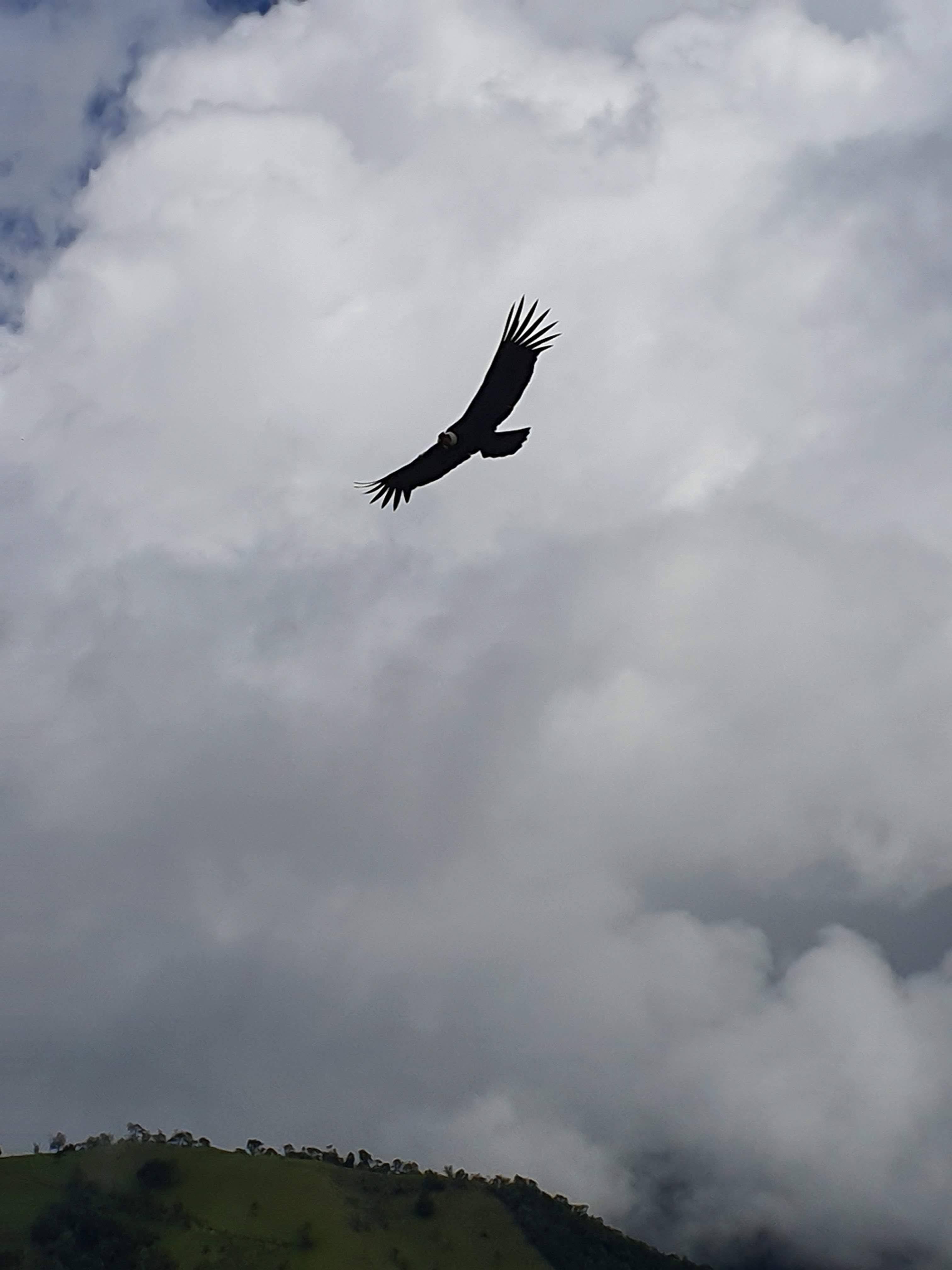 Condor de los Andes