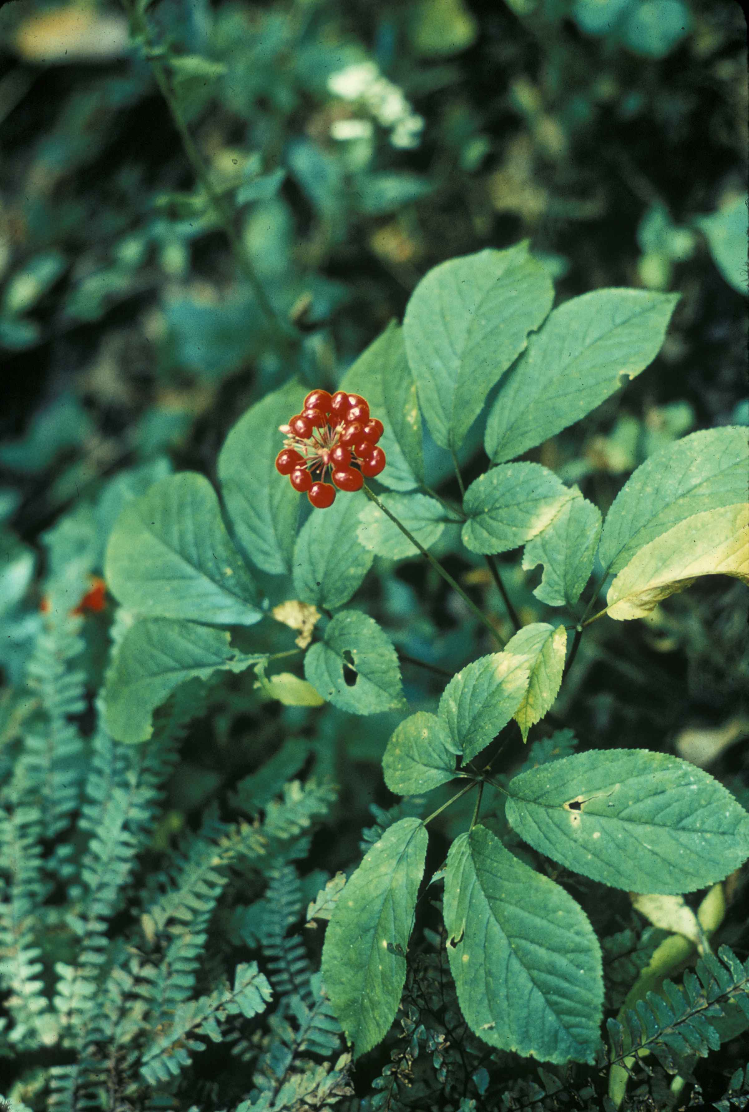 https://pixnio.com/free-images/flora-plants/ginseng-american-plant-panex-quinquefolius.jpg