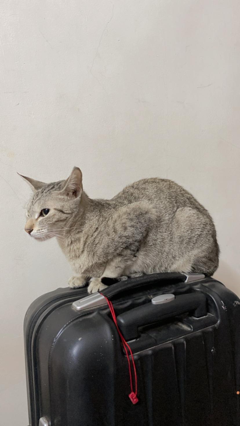 white cat sitting on brown couch