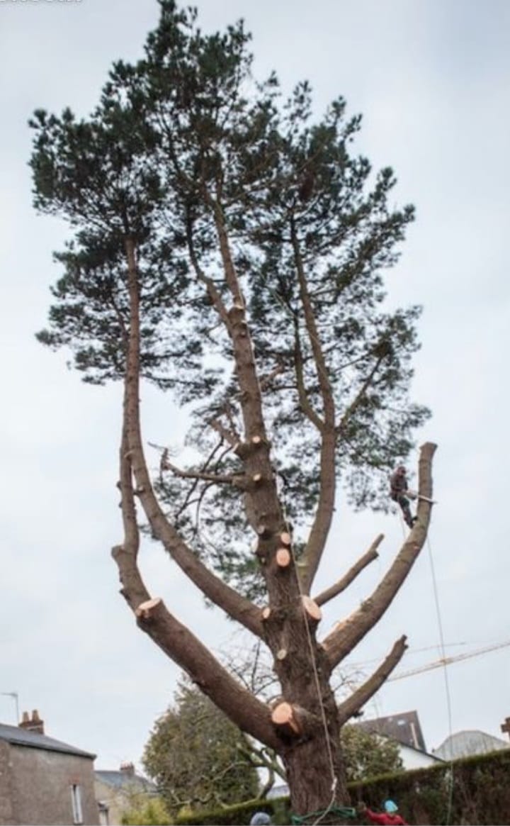 Mur blanc avec une porte en bois et un arbre en premier plan