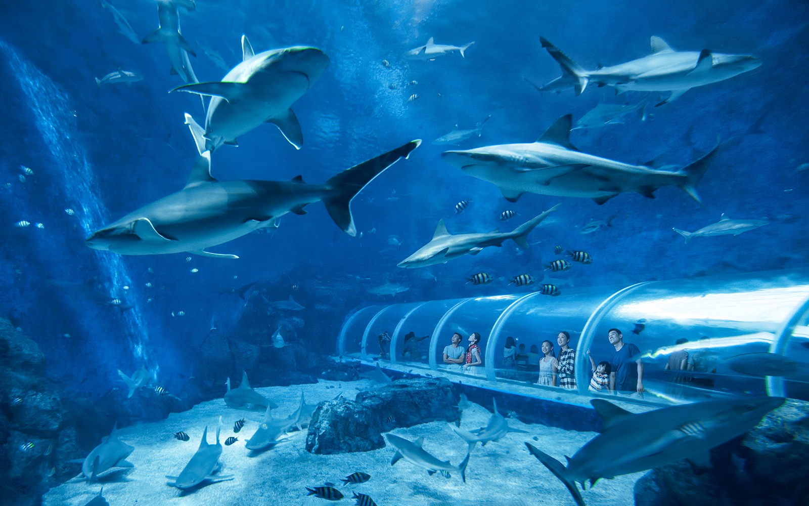People observing sharks and fish from a tunnel at S.E.A. Aquarium Singapore.