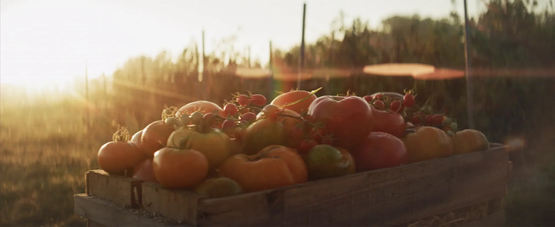 Amoris Pomum para Nowness: imagen de apoyo que muestra imagen de apoyo con paisaje vegetal y textura orgánica.