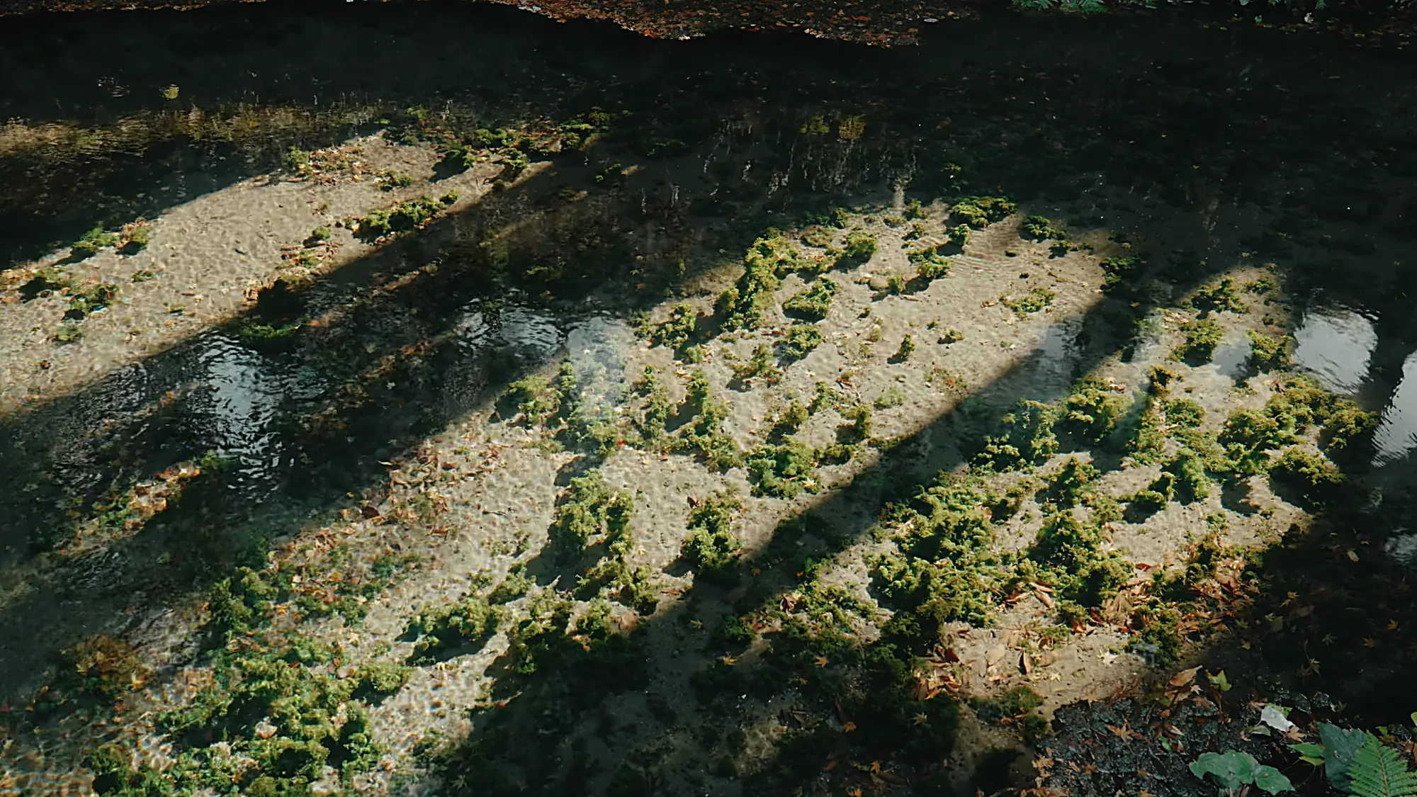 A shallow river bed near Kurokawa Onsen with weed beds in low raking light