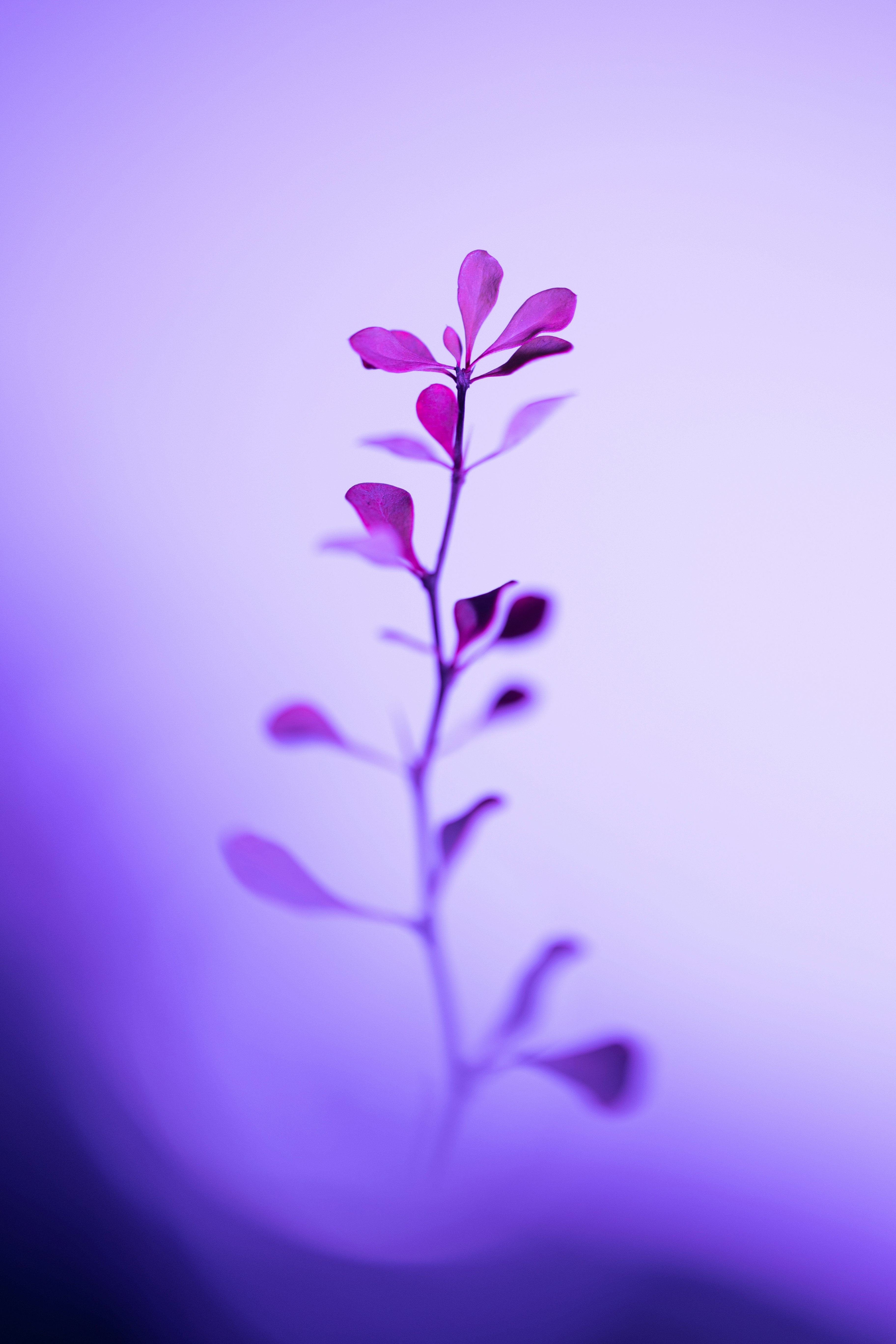 a purple flower with a blurry background
