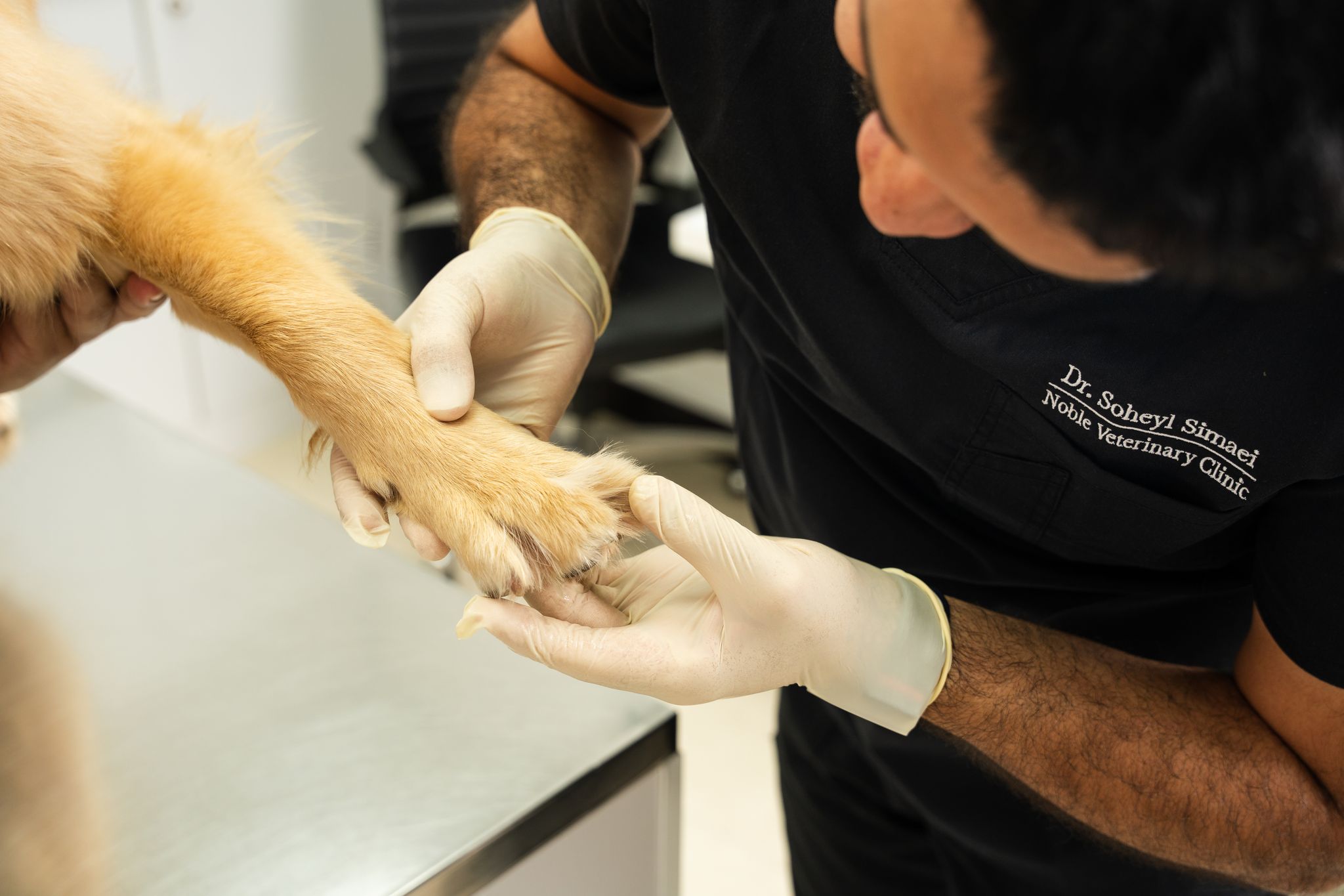 A veterinarian in a black shirt is checking a dog's paw.