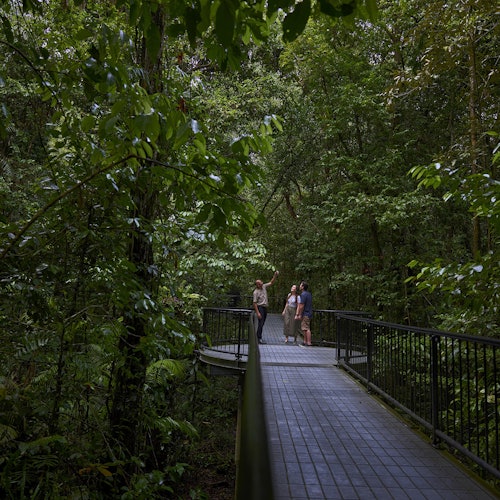 Tre persone si trovano su una passerella sopraelevata circondata da una fitta vegetazione di foresta verde.