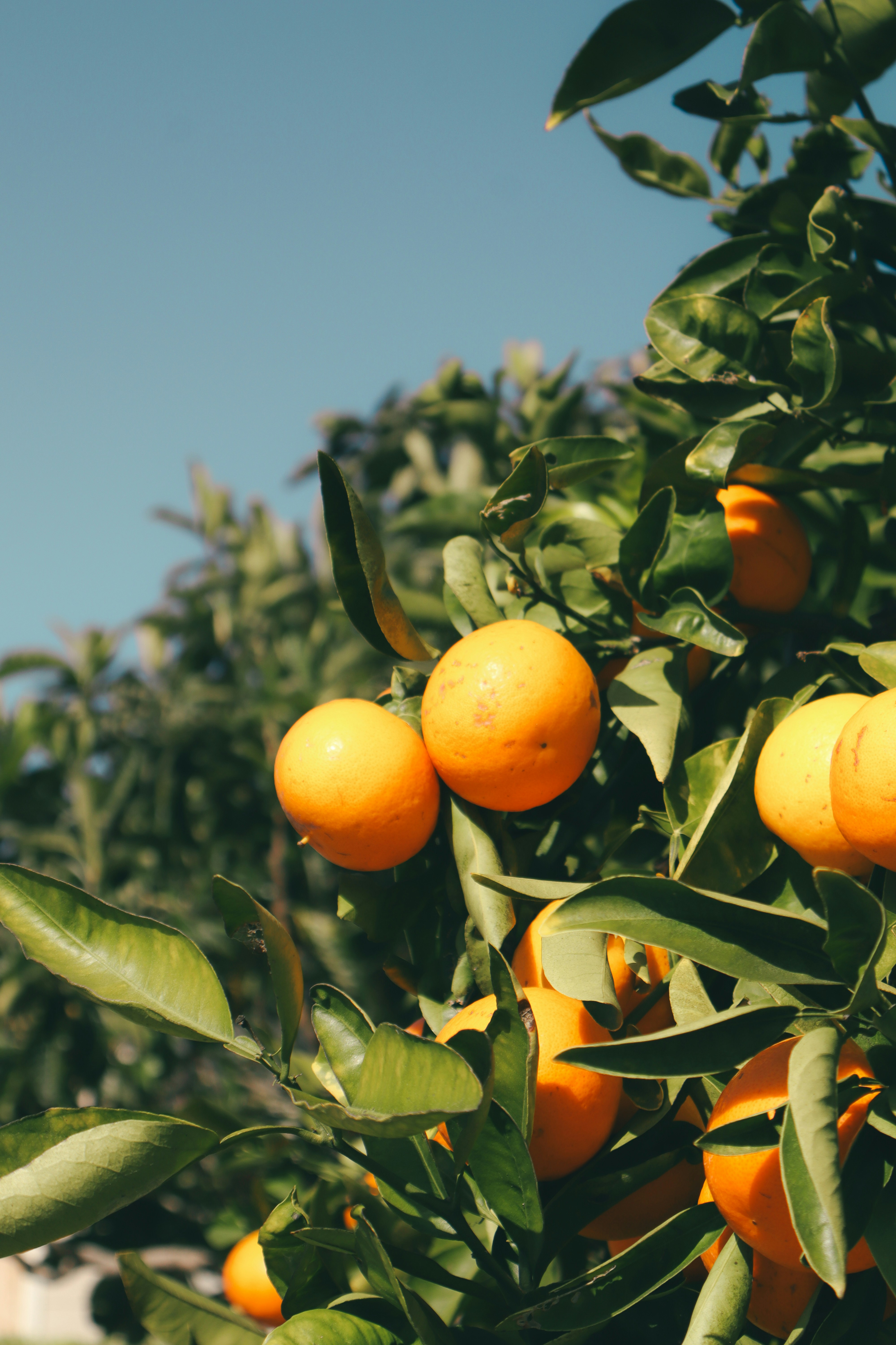 Ripe oranges hanging from a tree branch.
