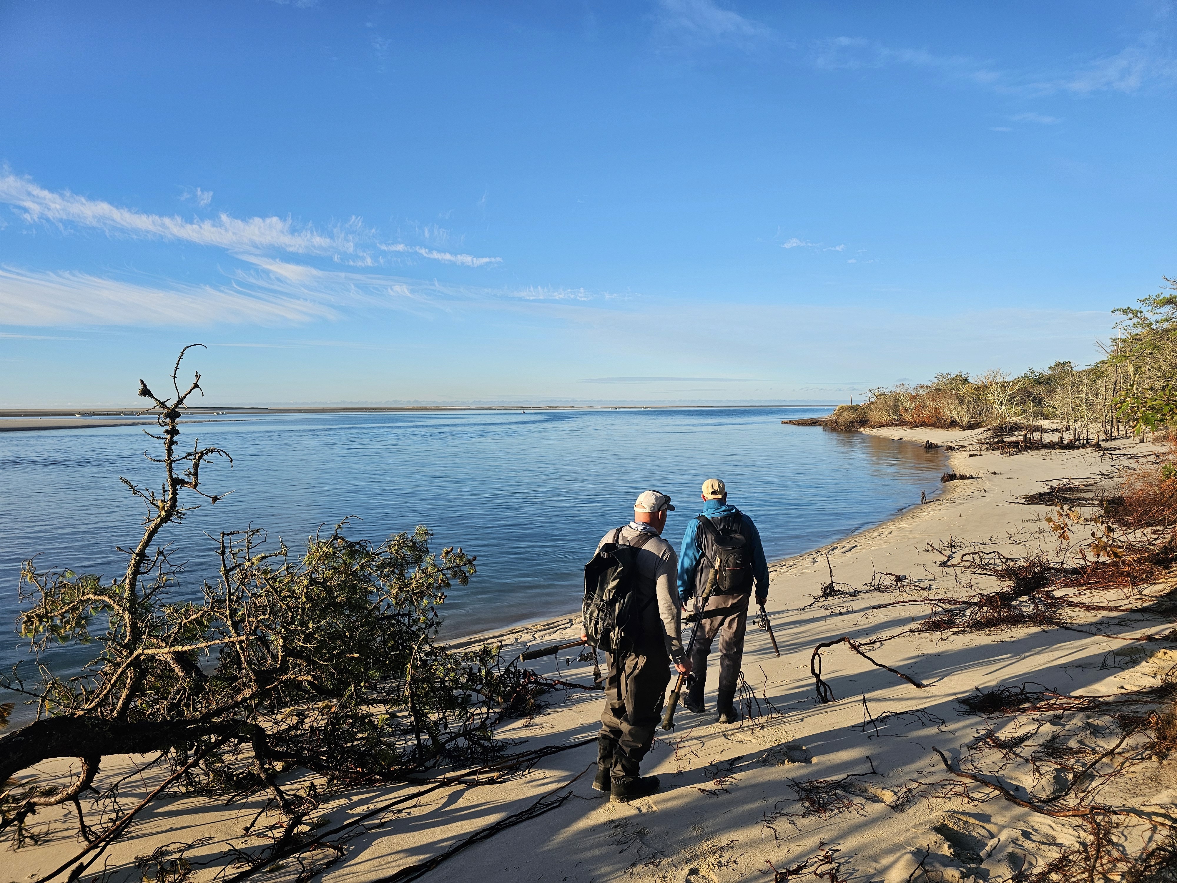 Cape Cod striped bass