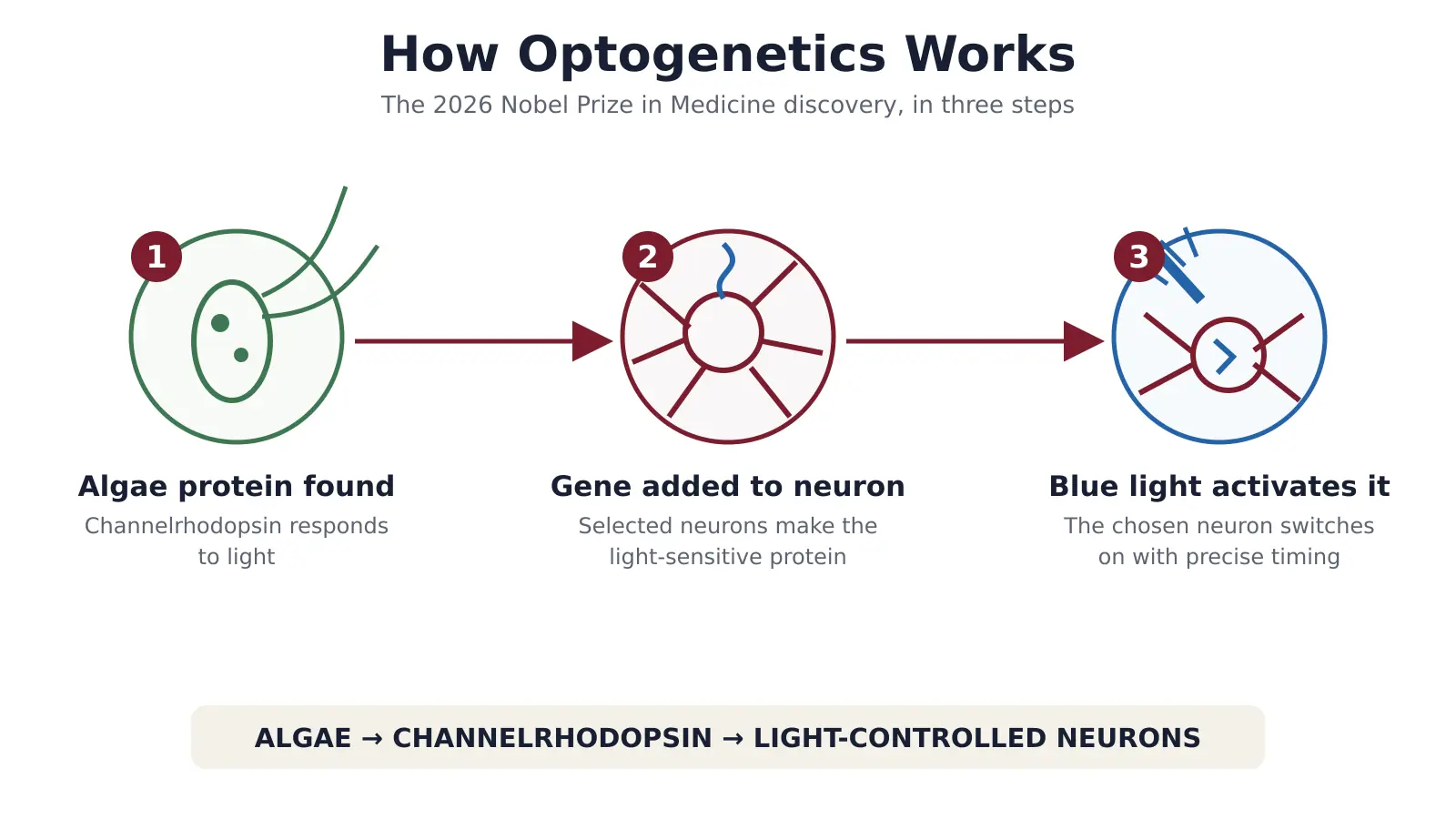 How optogenetics uses algae proteins and blue light to control selected neurons