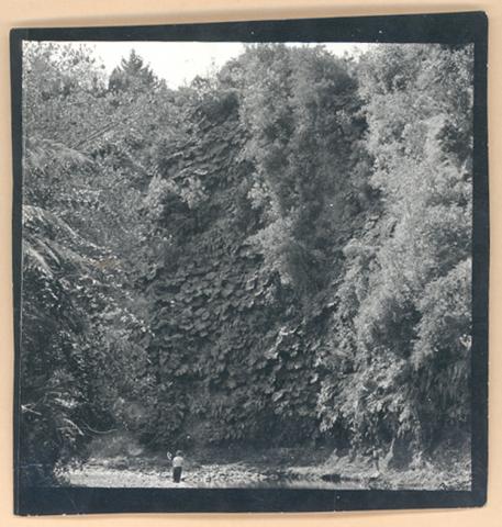 Plantaciones Forestales