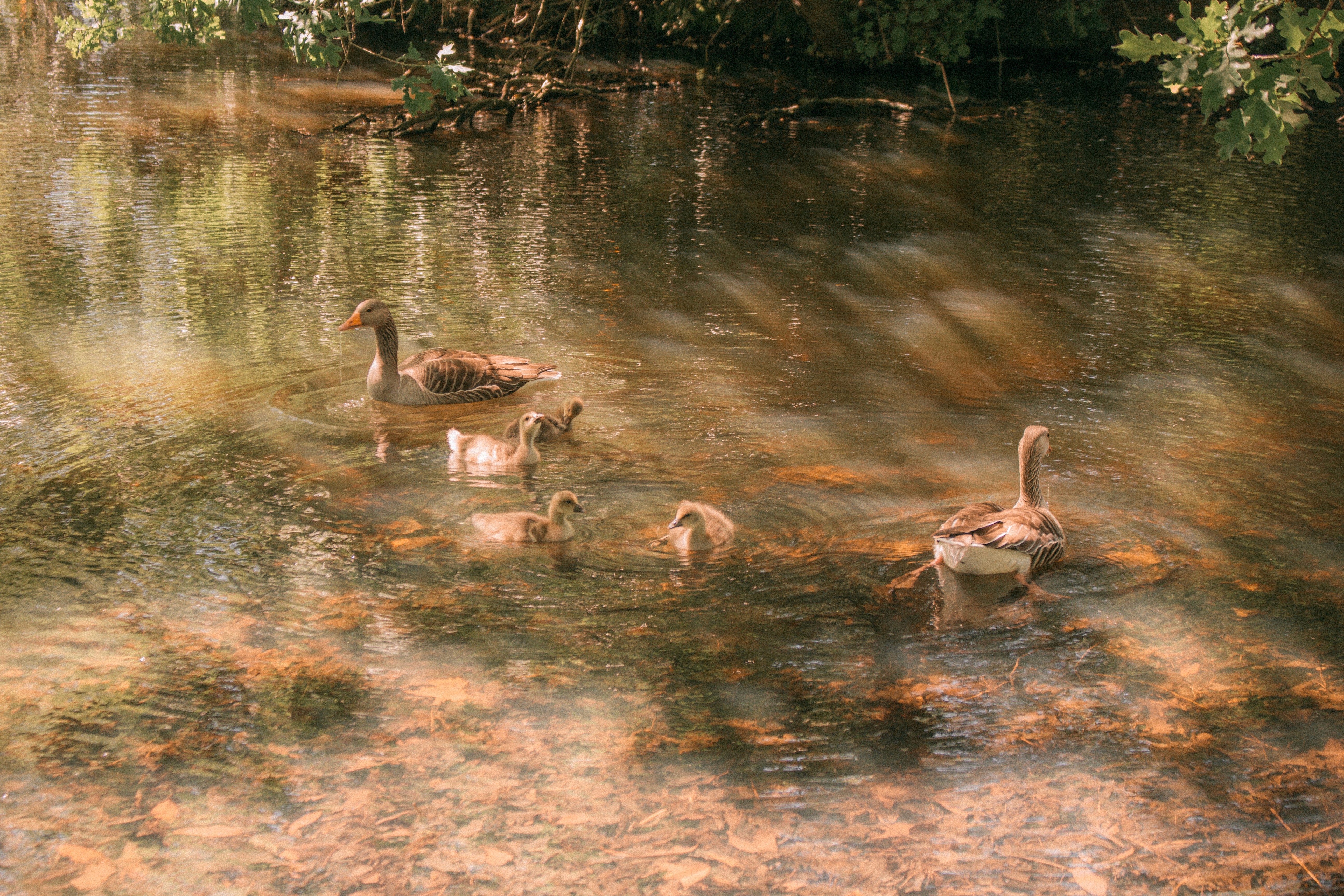 Woman In The Glass Way