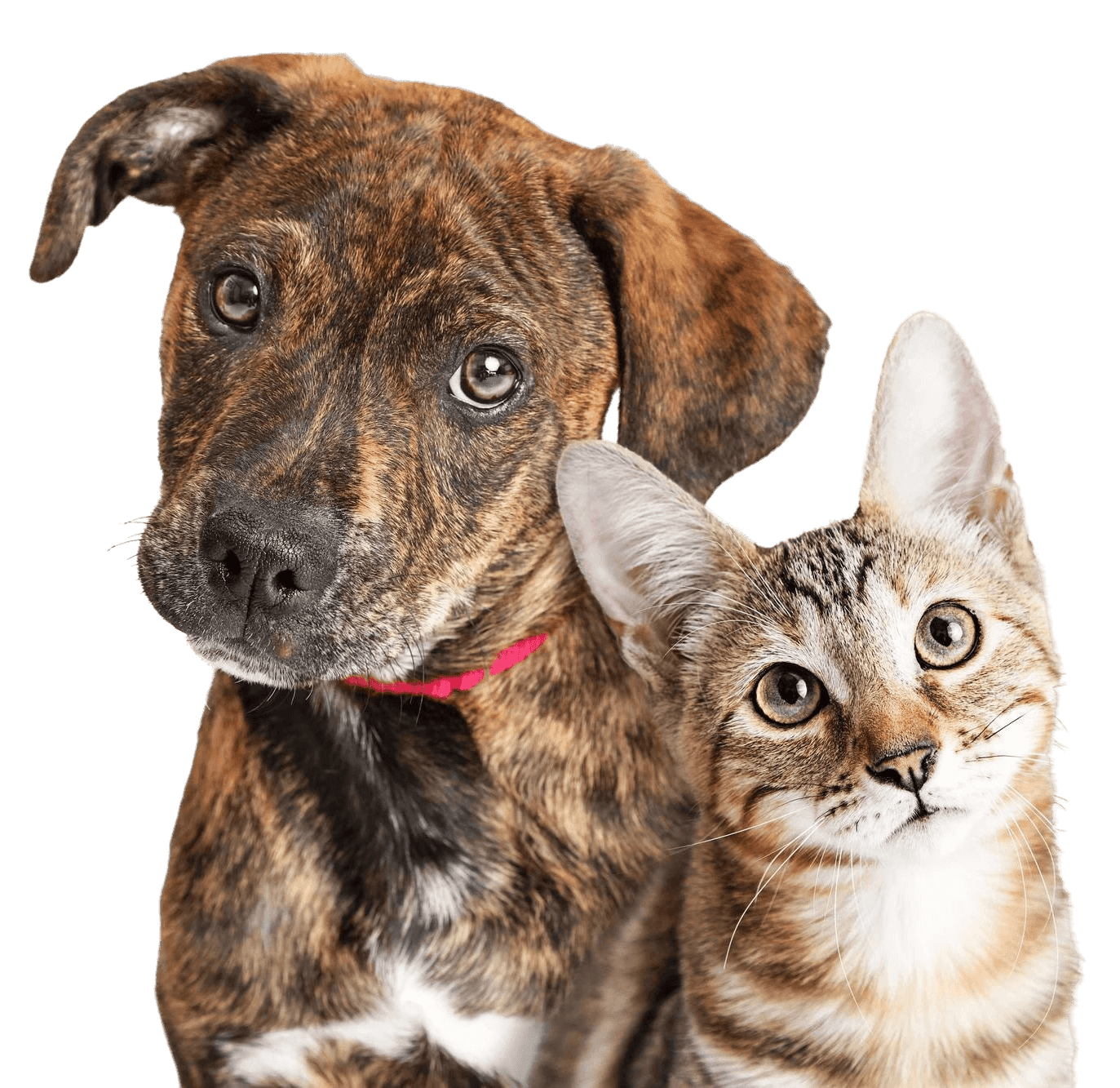 Chien et chat détourés