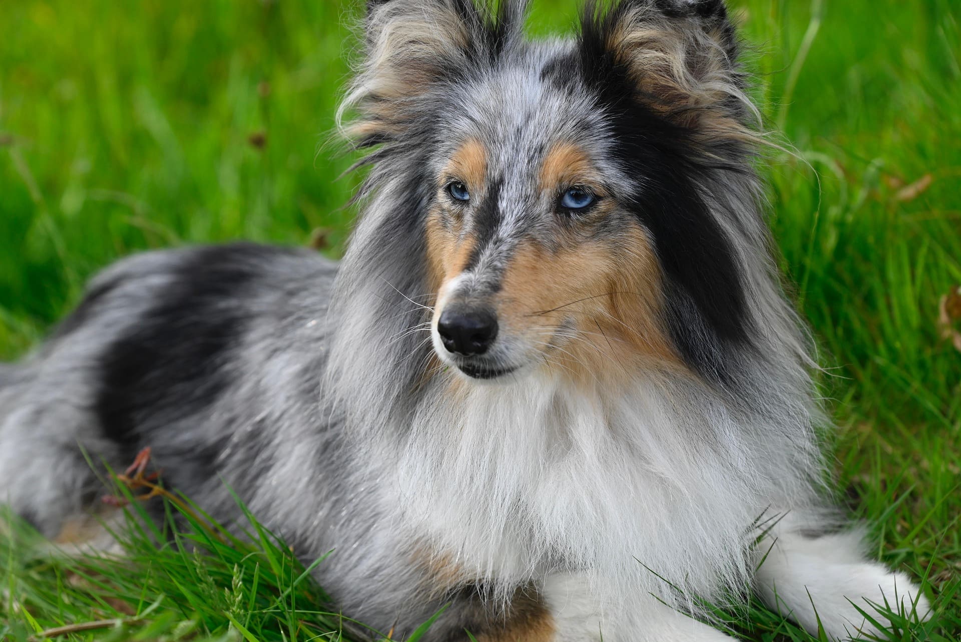 A Shetland Sheepdog is lying down on the green grass.