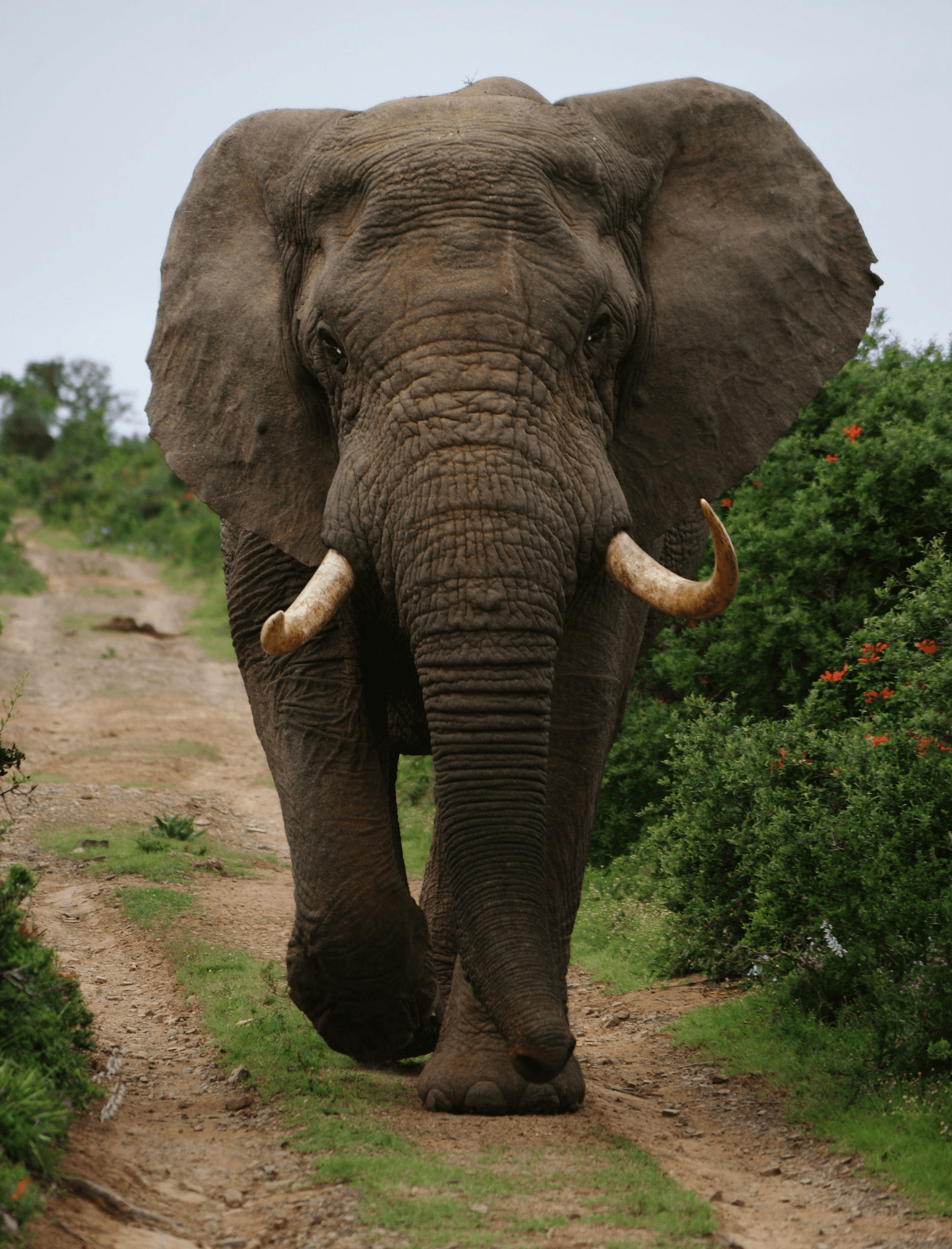 gray elephant walking beside green plants during daytime